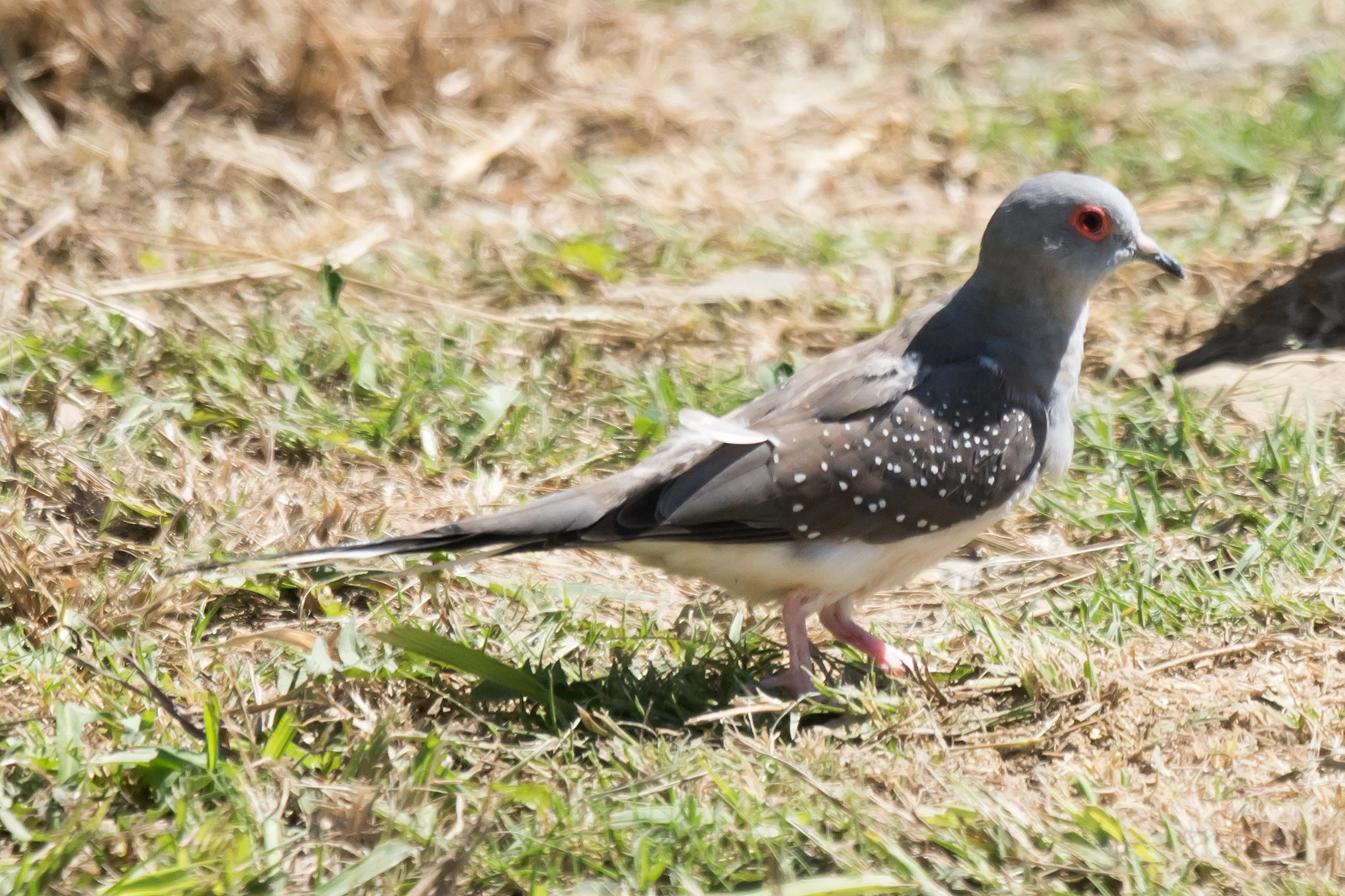 Diamond Dove, Tarifa, Spain — photo by Jim Bennett