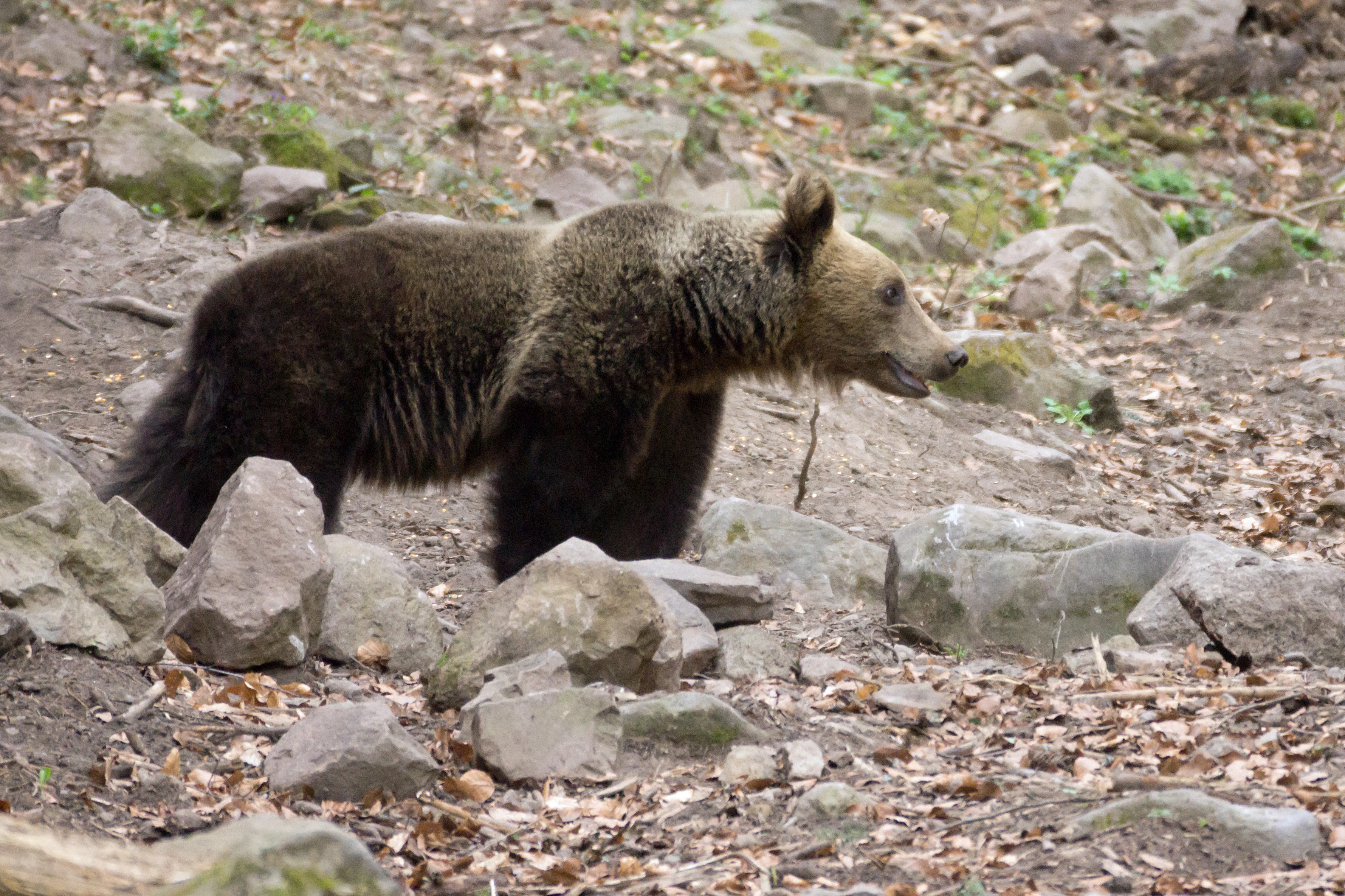 Brown Bear, Romania — photo by Jim Bennett