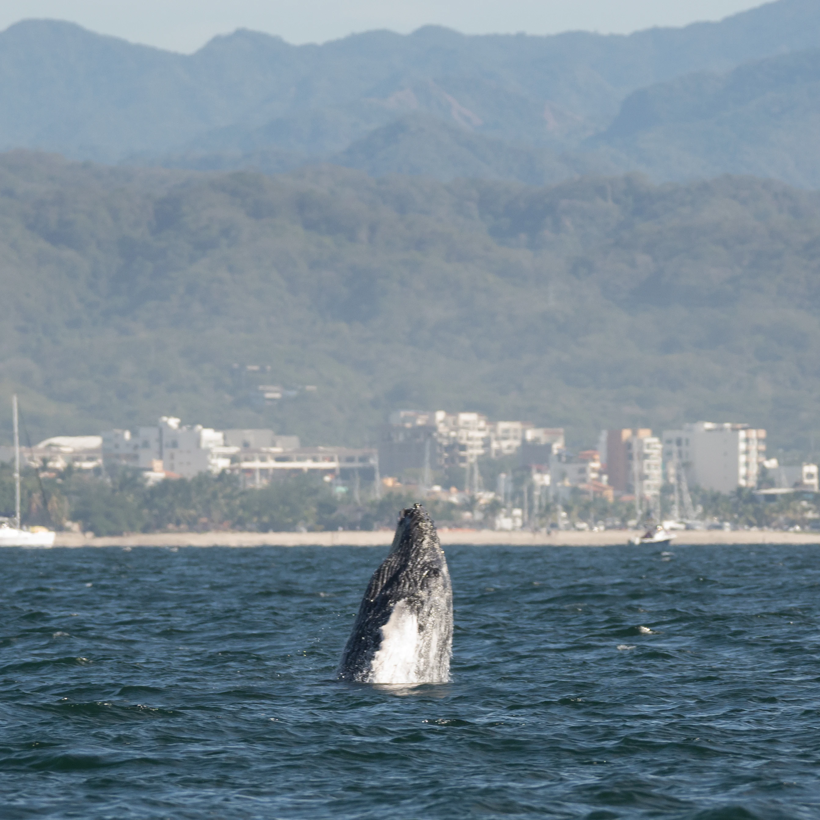 Humpback Whale, Puerto Vallarta, Jalisco, Mexico — photo by Jim Bennett
