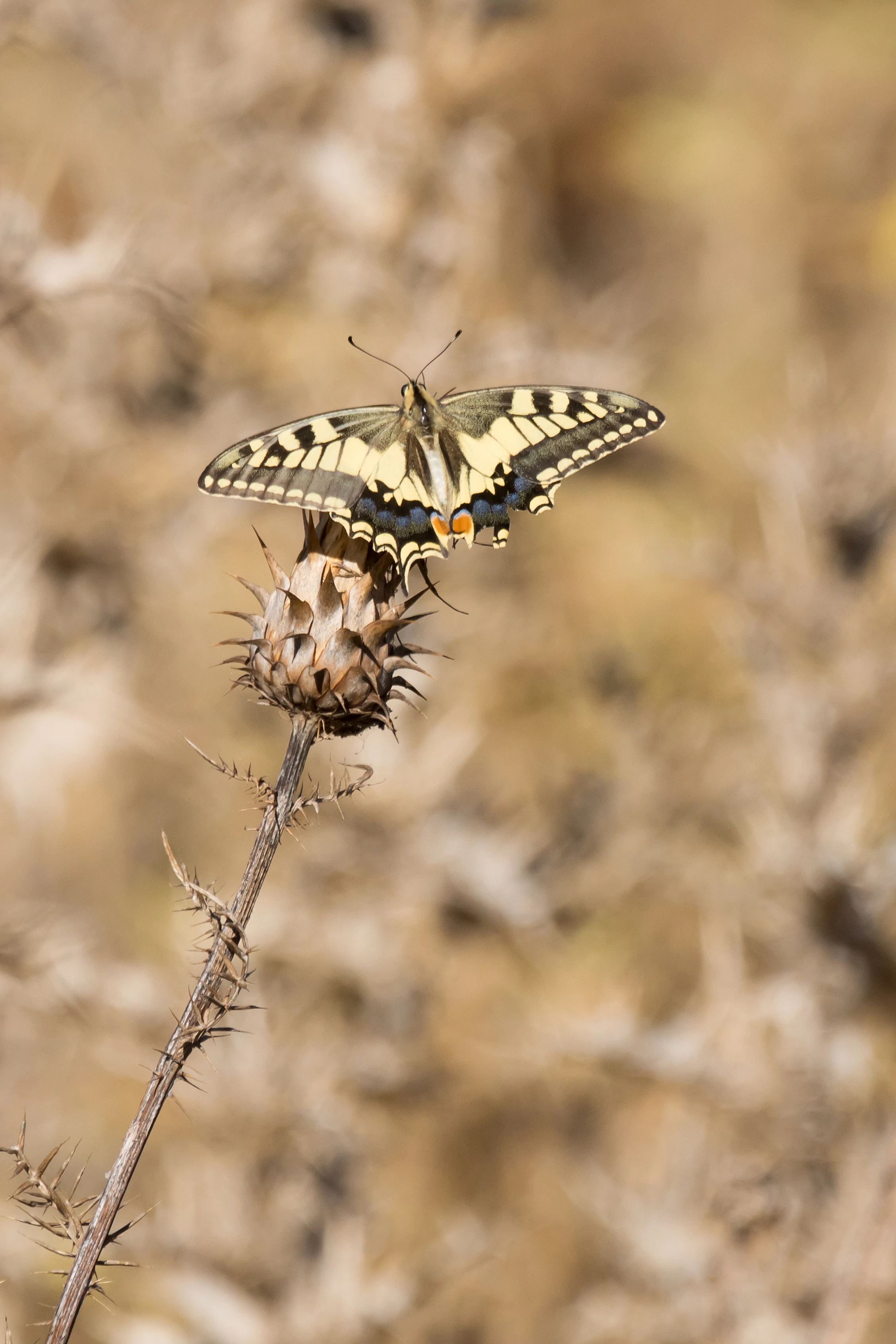 Swallowtail, El Algarrobo watchpoint, Spain — photo by Jim Bennett