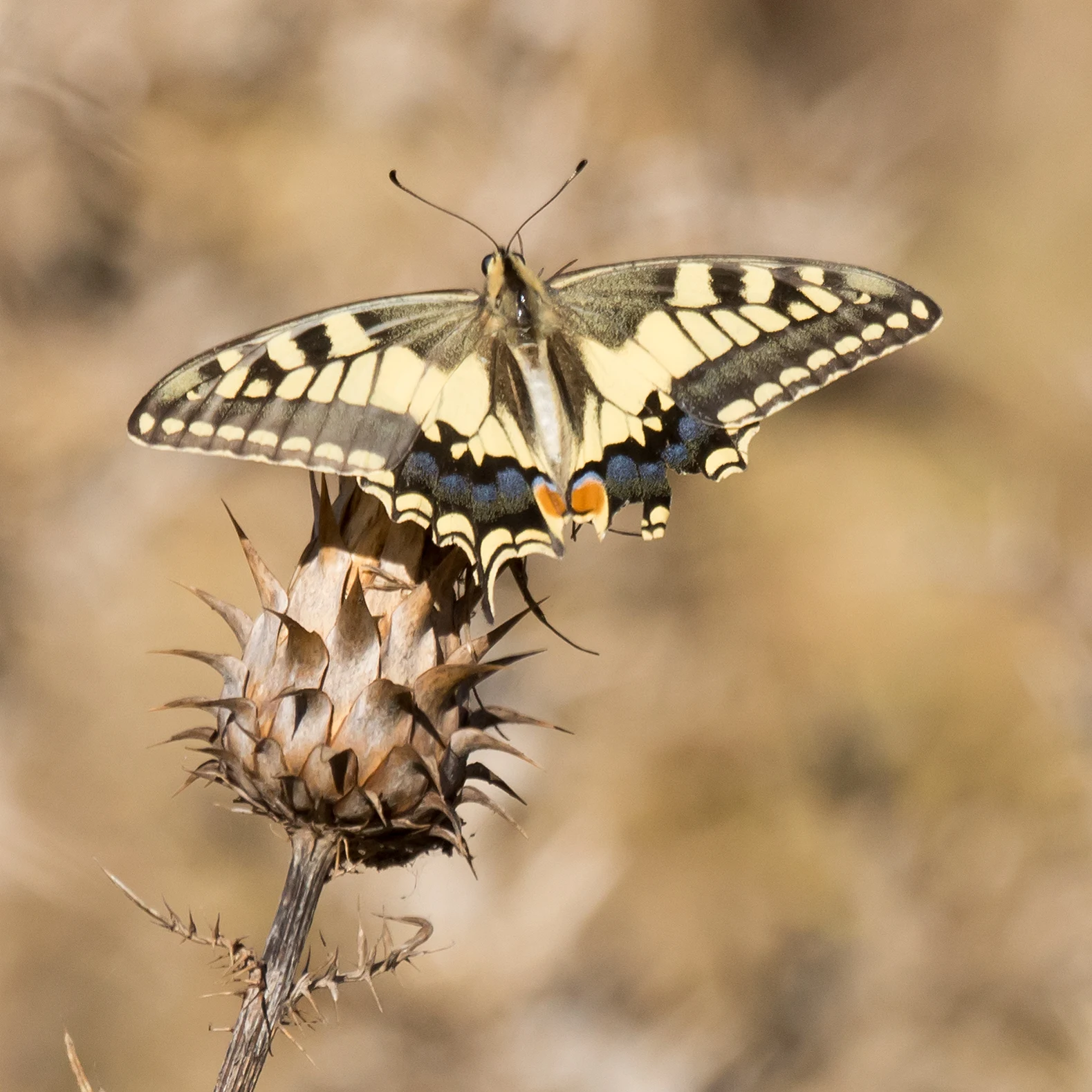 Swallowtail, El Algarrobo watchpoint, Spain — photo by Jim Bennett