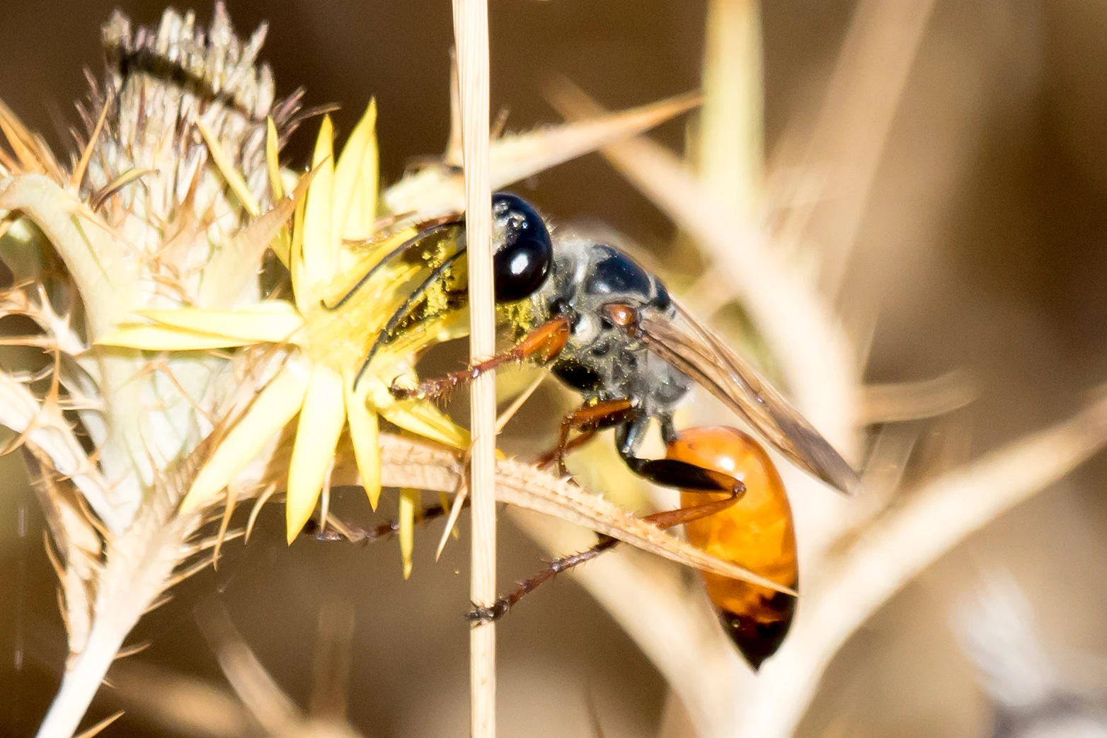 Large Wasp, El Algarrobo watchpoint, Spain — photo by Jim Bennett