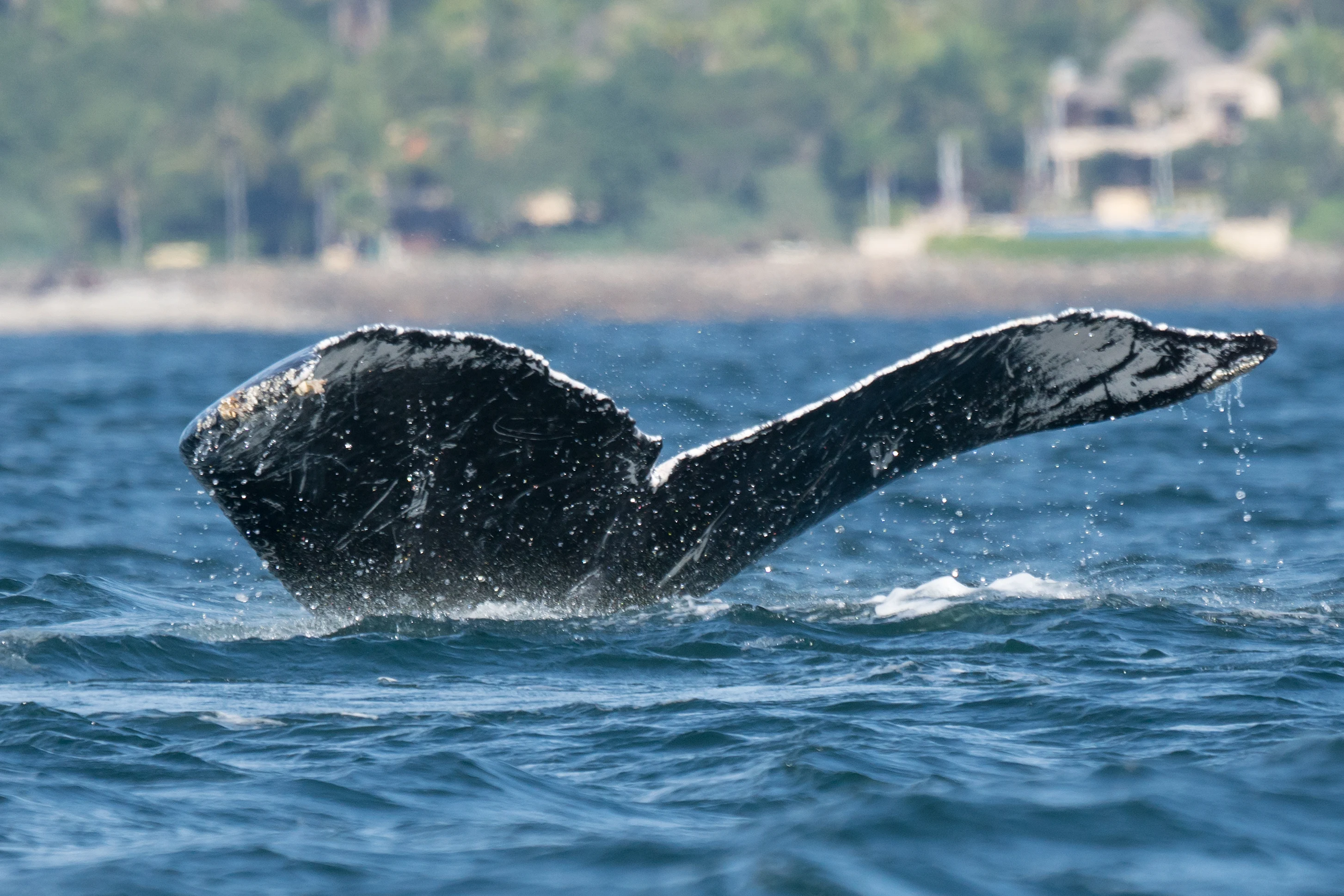 Humpback Whale, Puerto Vallarta, Jalisco, Mexico — photo by Jim Bennett