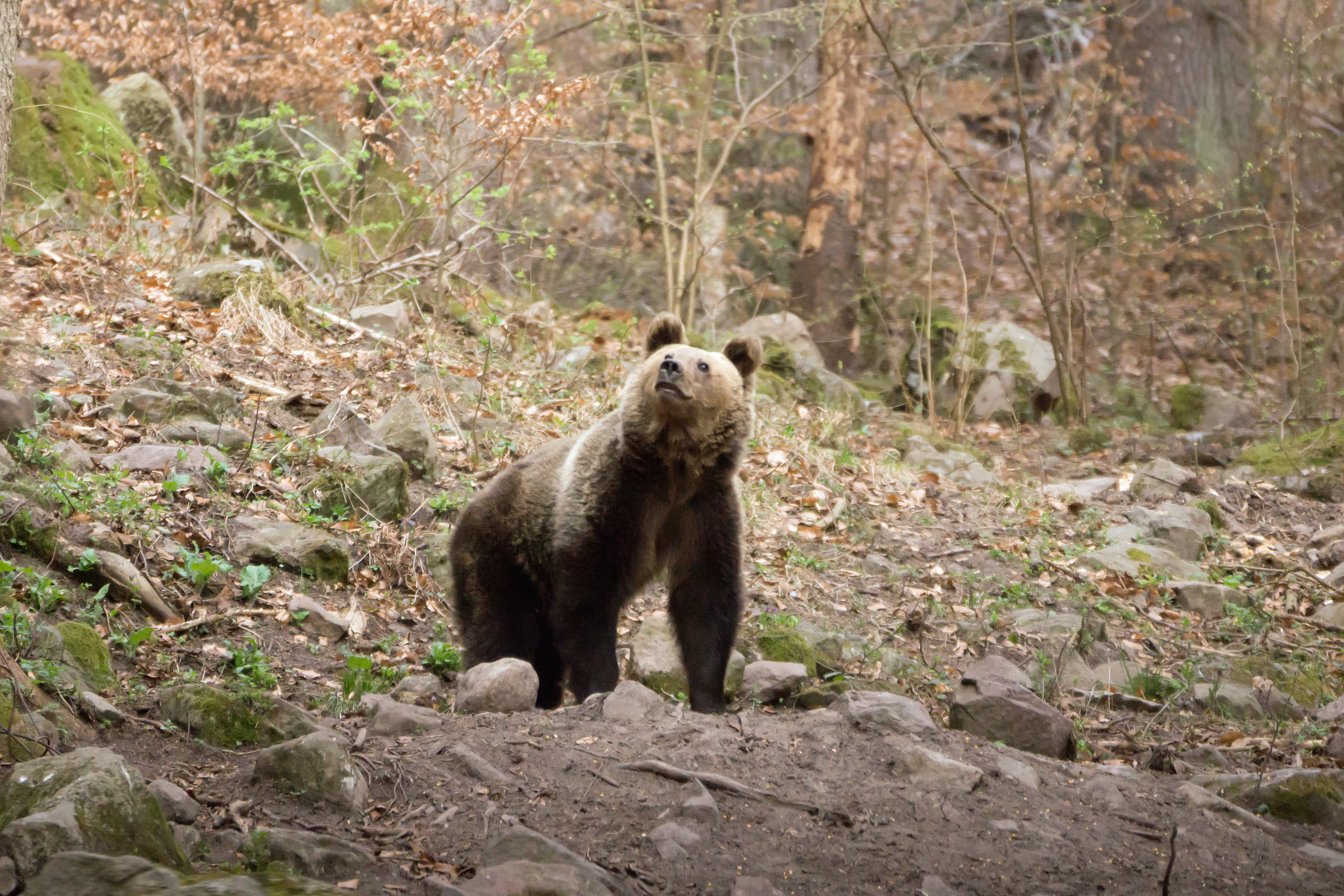 Brown Bear, Romania — photo by Jim Bennett