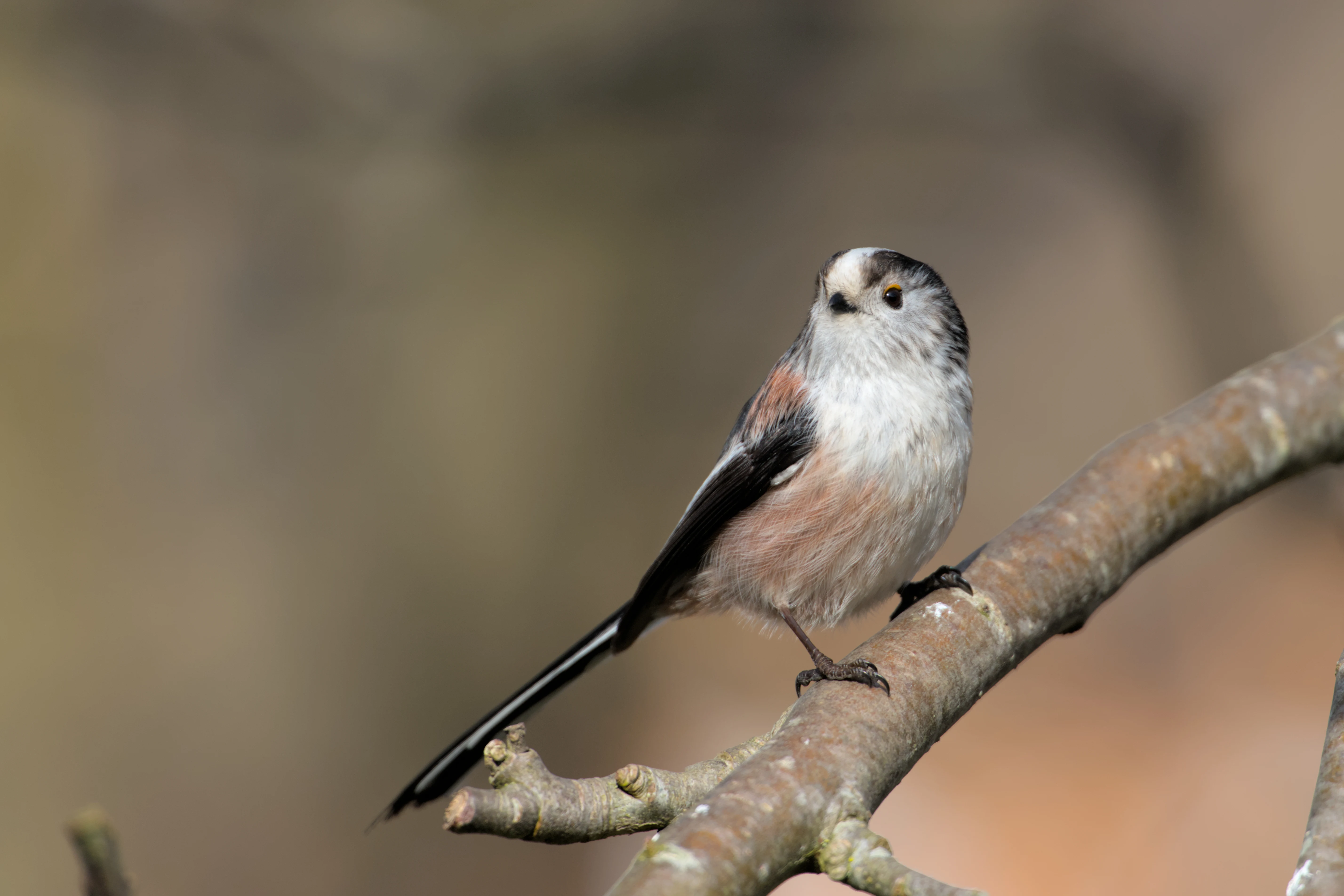 Long-tailed Tit, Culham, Oxfordshire, UK — photo by Jim Bennett