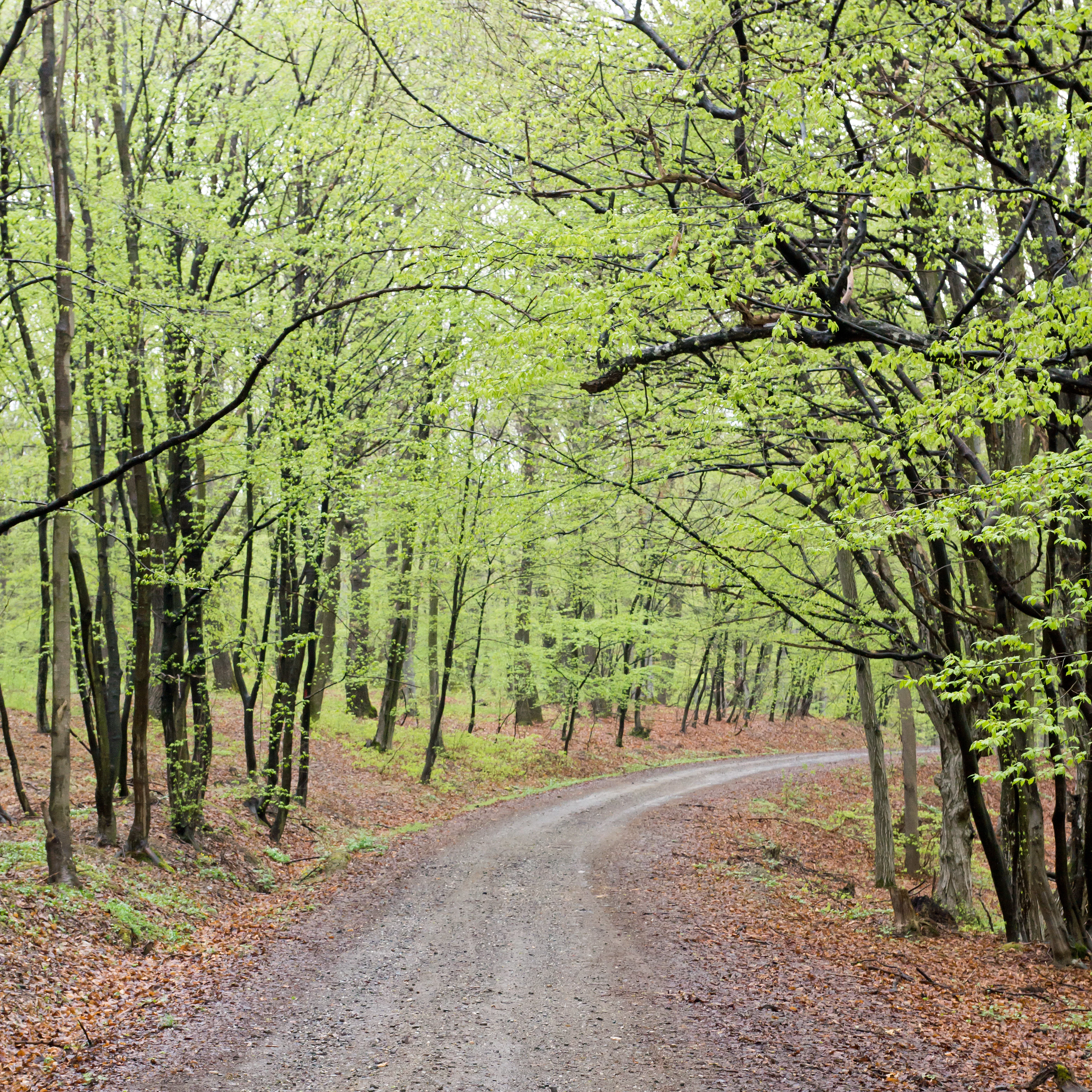 Breite Oak & Beech Woodland, Breite Woodland, Romania — photo by Jim Bennett