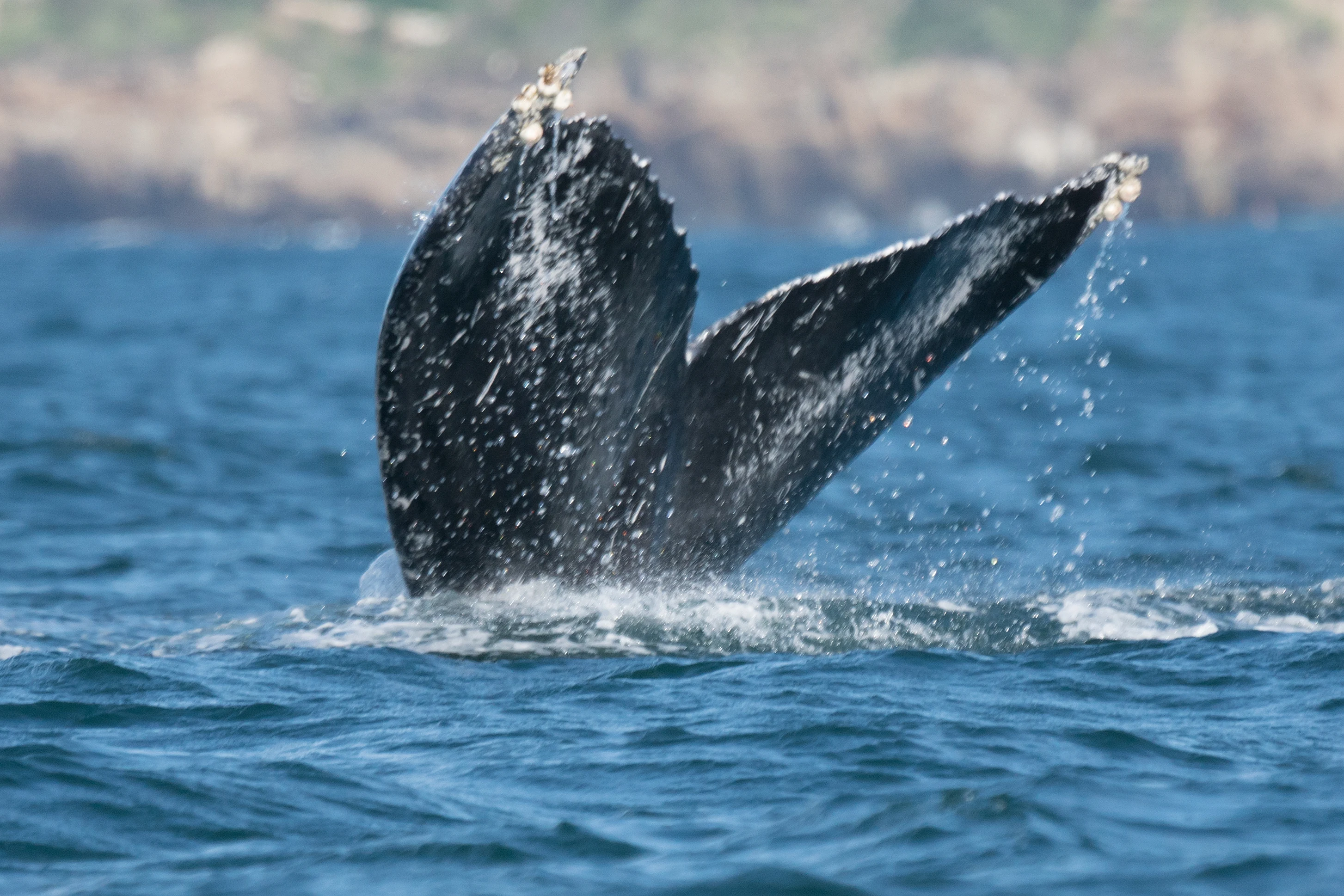 Humpback Whale, Puerto Vallarta, Jalisco, Mexico — photo by Jim Bennett