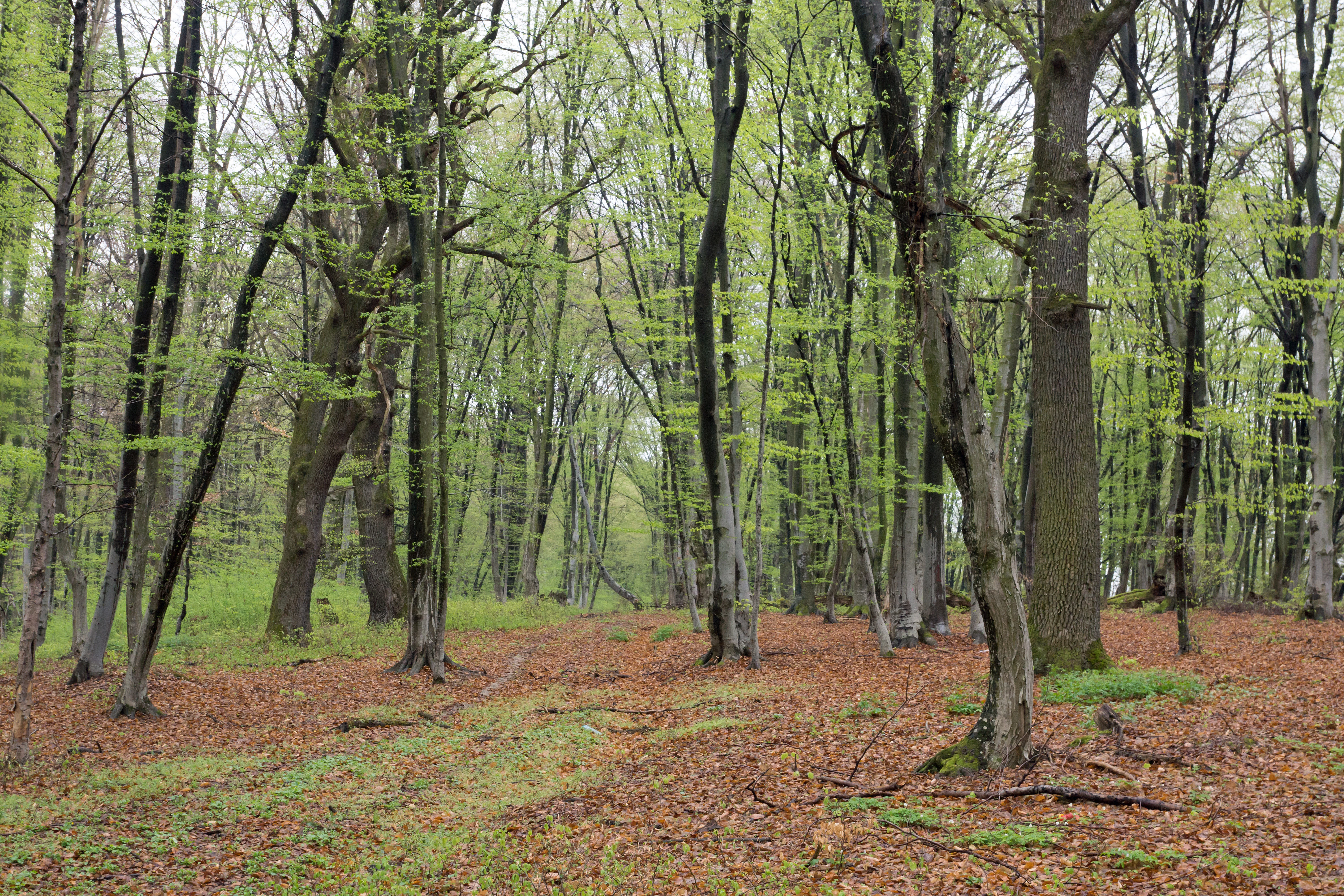 Breite Oak & Beech Woodland, Breite Woodland, Sighisoara, Romania — photo by Jim Bennett