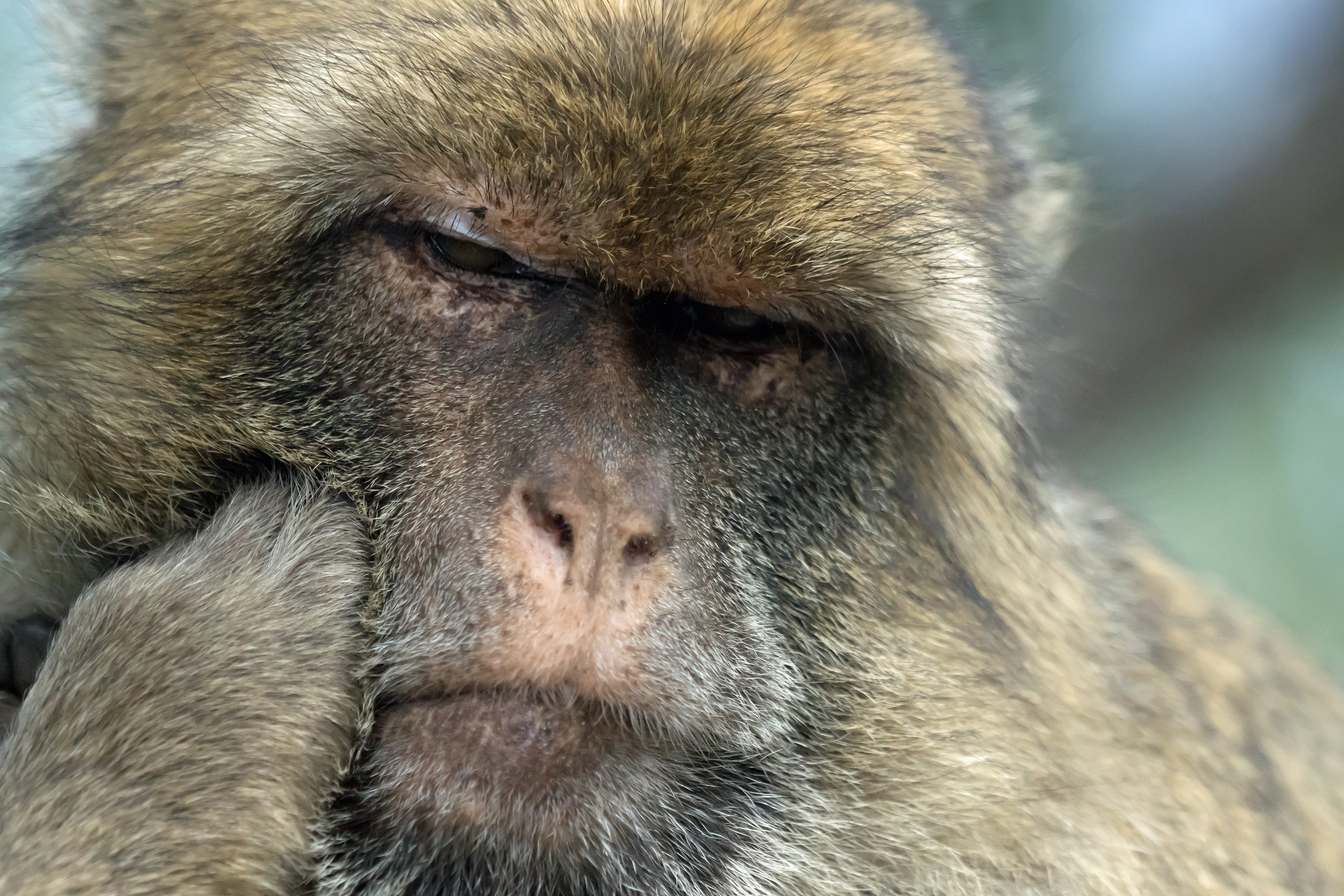 Barbary Macaque, Gibraltar, Spain — photo by Jim Bennett