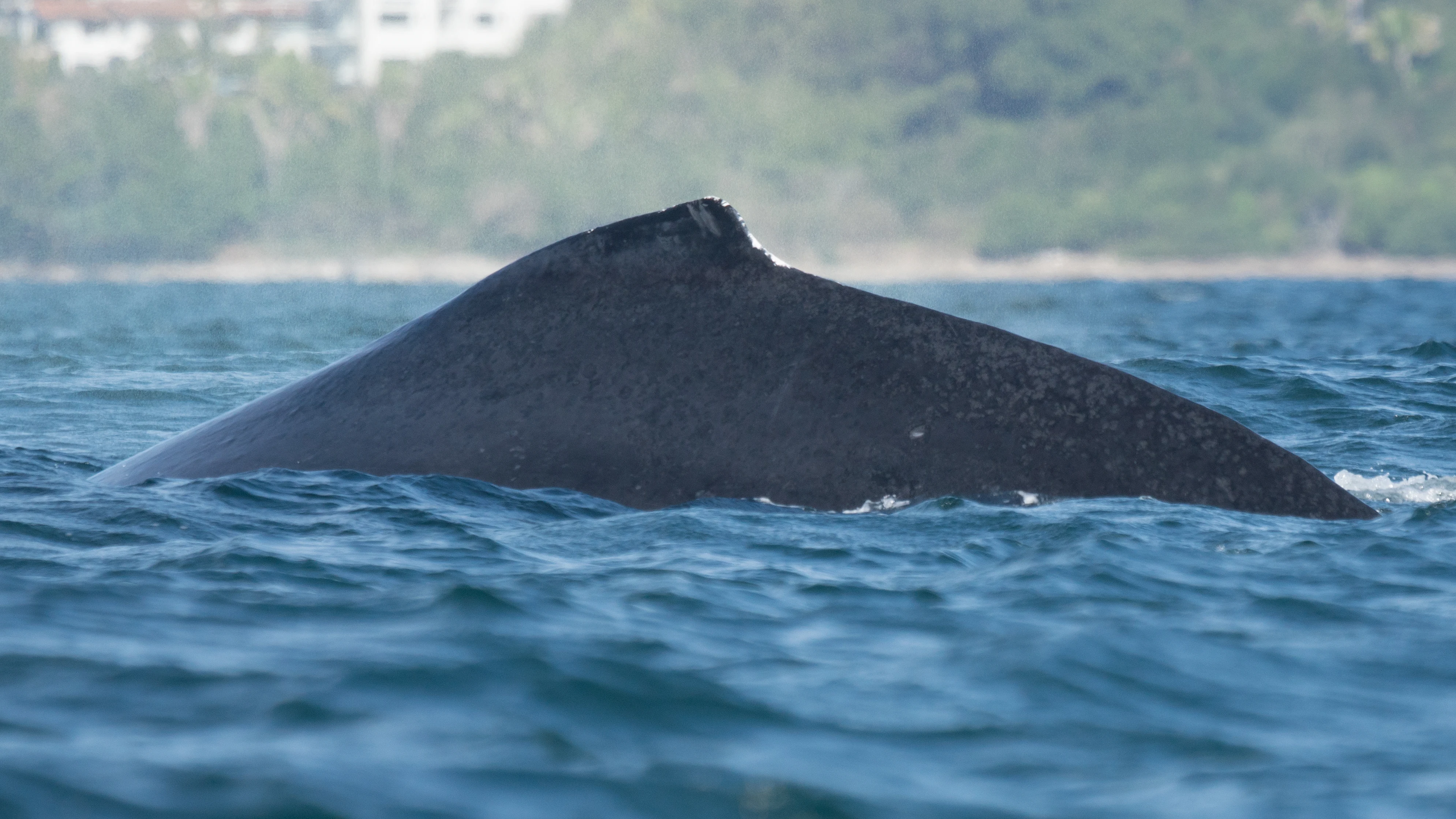 Humpback Whale, Puerto Vallarta, Jalisco, Mexico — photo by Jim Bennett