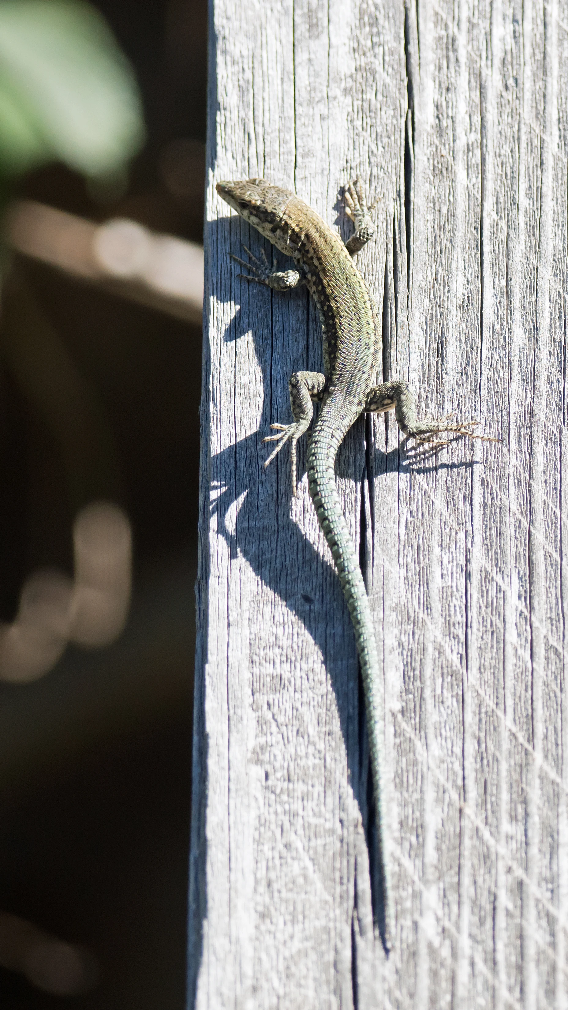 Lizard, Alameda Gardens, Gibraltar, Spain — photo by Jim Bennett