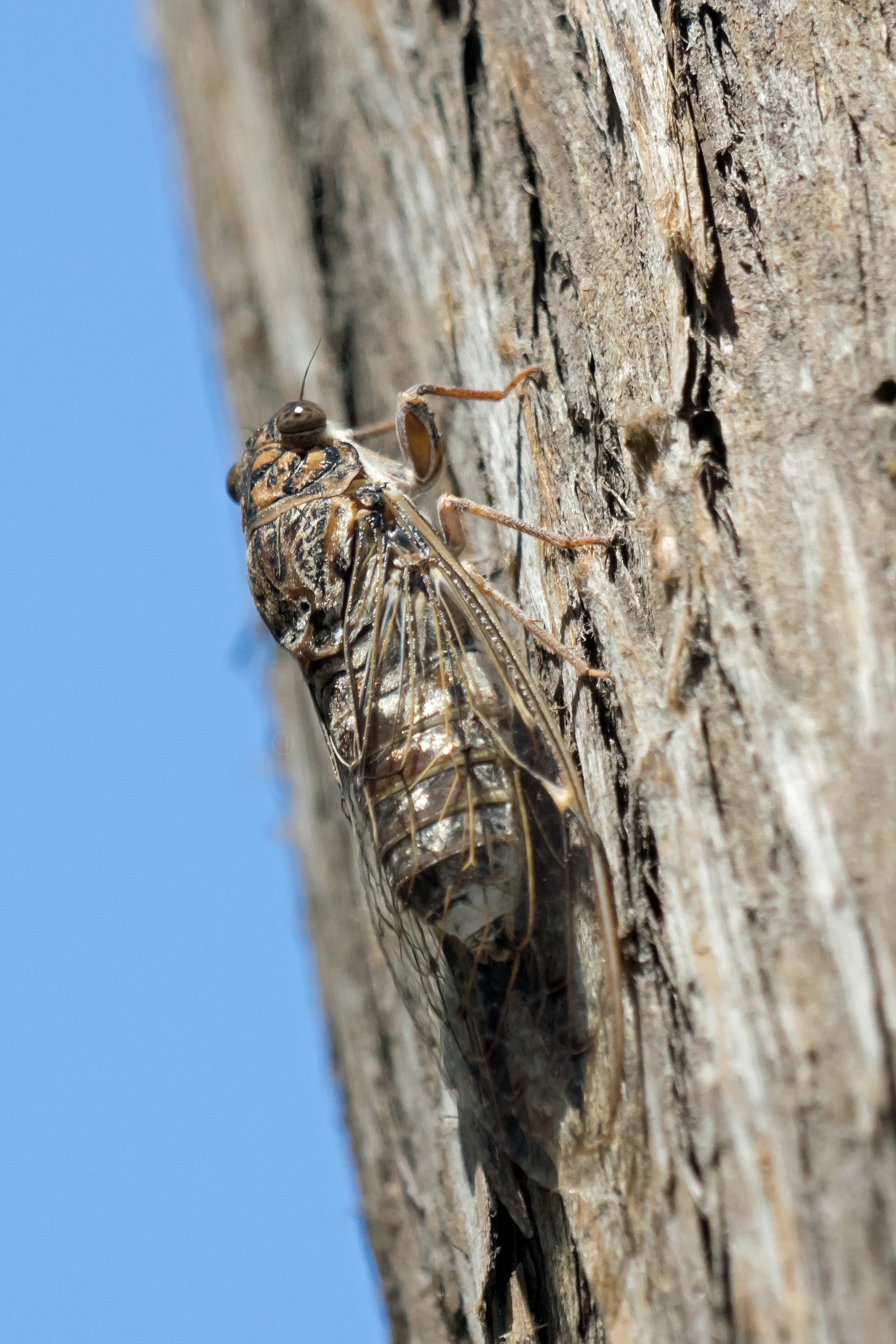 Cicada, Alameda Gardens, Gibraltar, Spain — photo by Jim Bennett