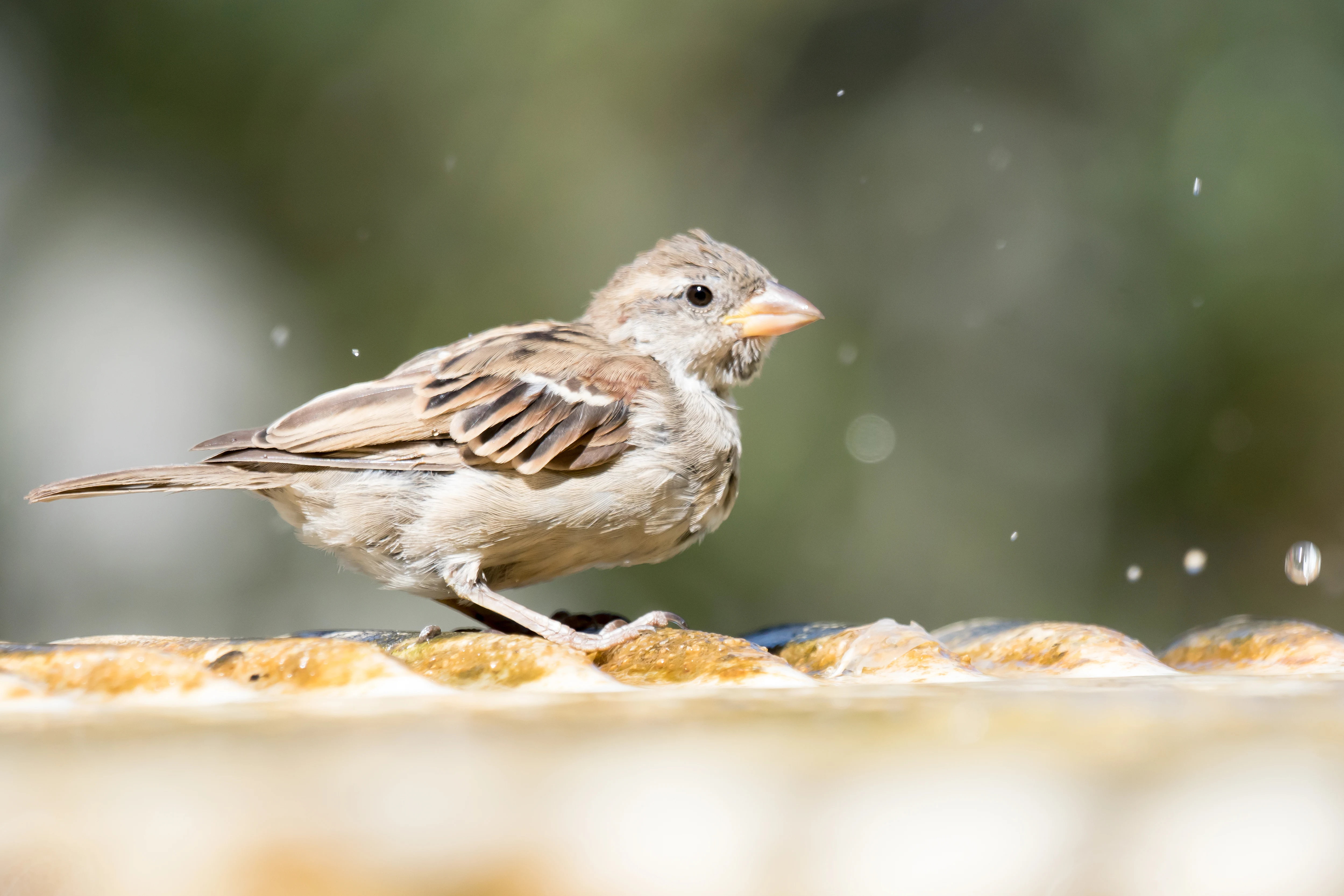 House Sparrow, Alameda Gardens, Gibraltar, Spain — photo by Jim Bennett