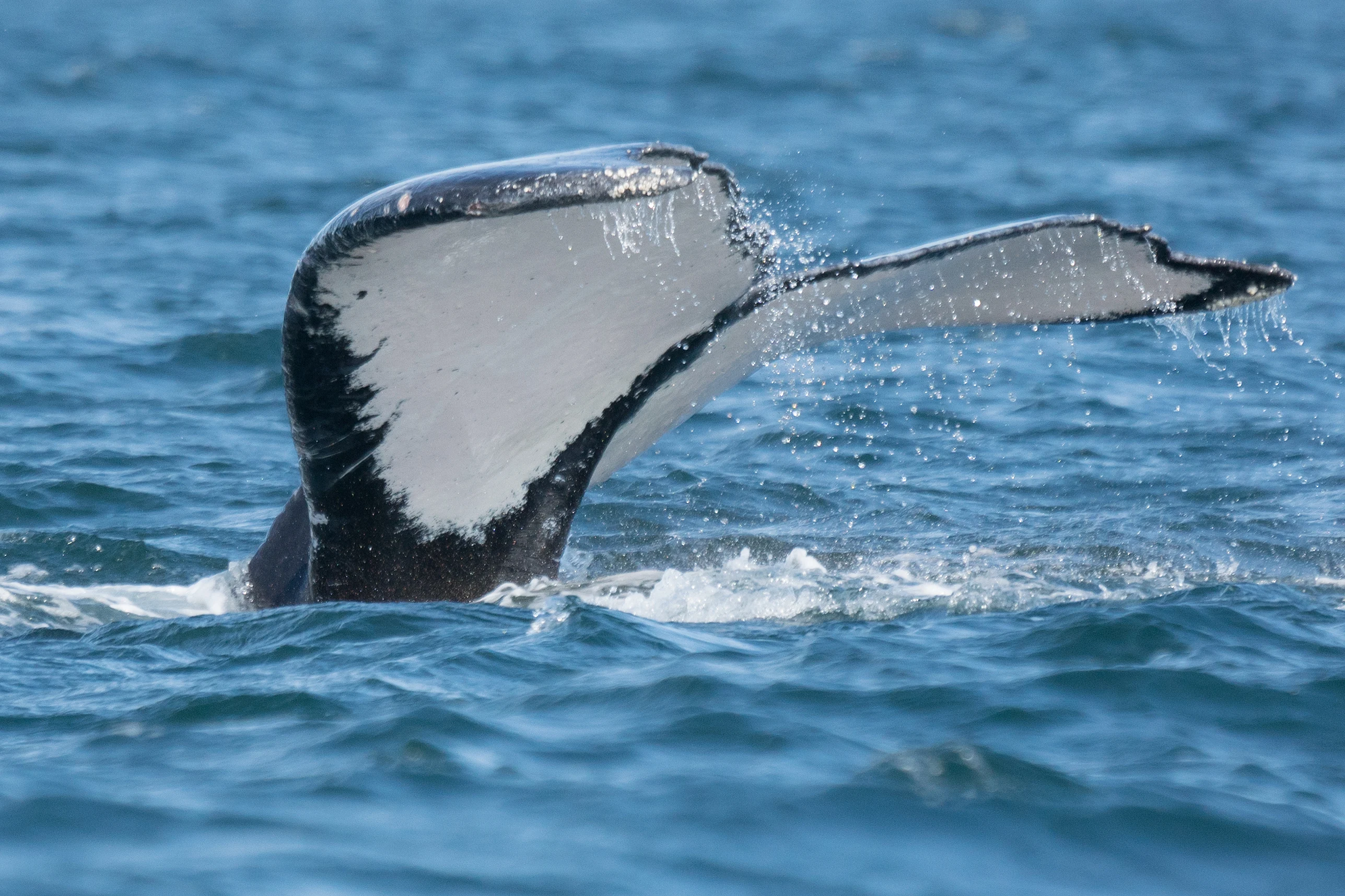 Humpback Whale, Puerto Vallarta, Jalisco, Mexico — photo by Jim Bennett