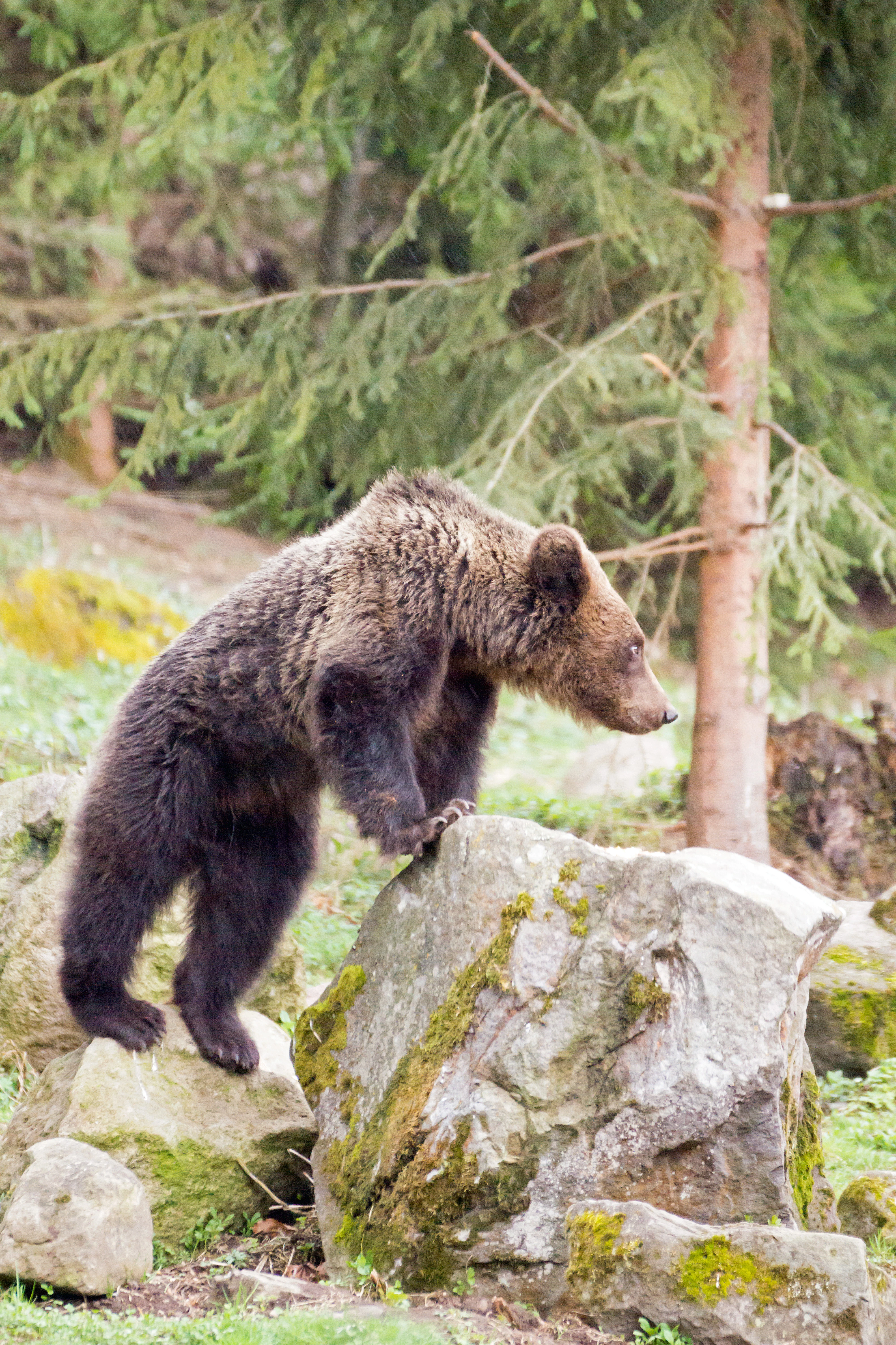 Brown Bear, Romania — photo by Jim Bennett