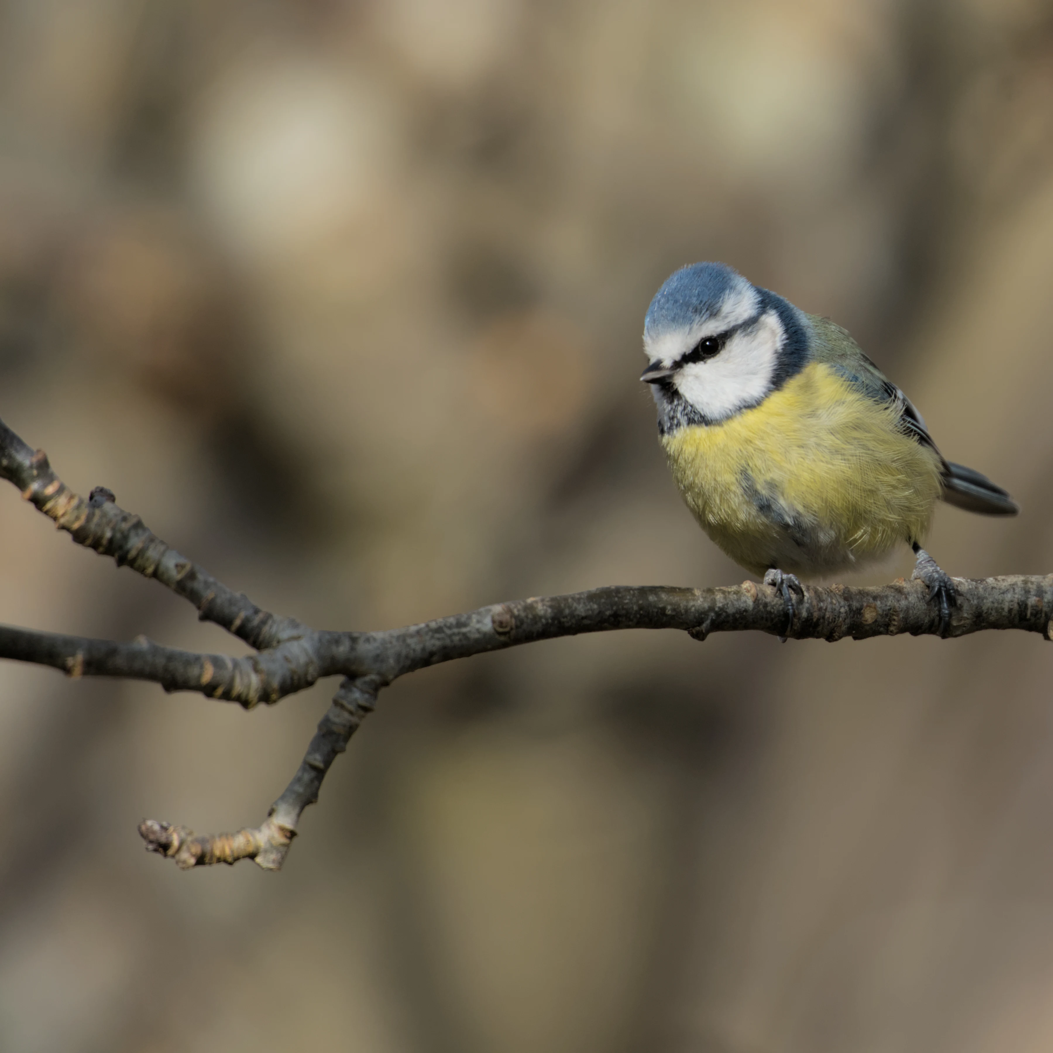 Blue Tit, Culham, Oxfordshire, UK — photo by Jim Bennett