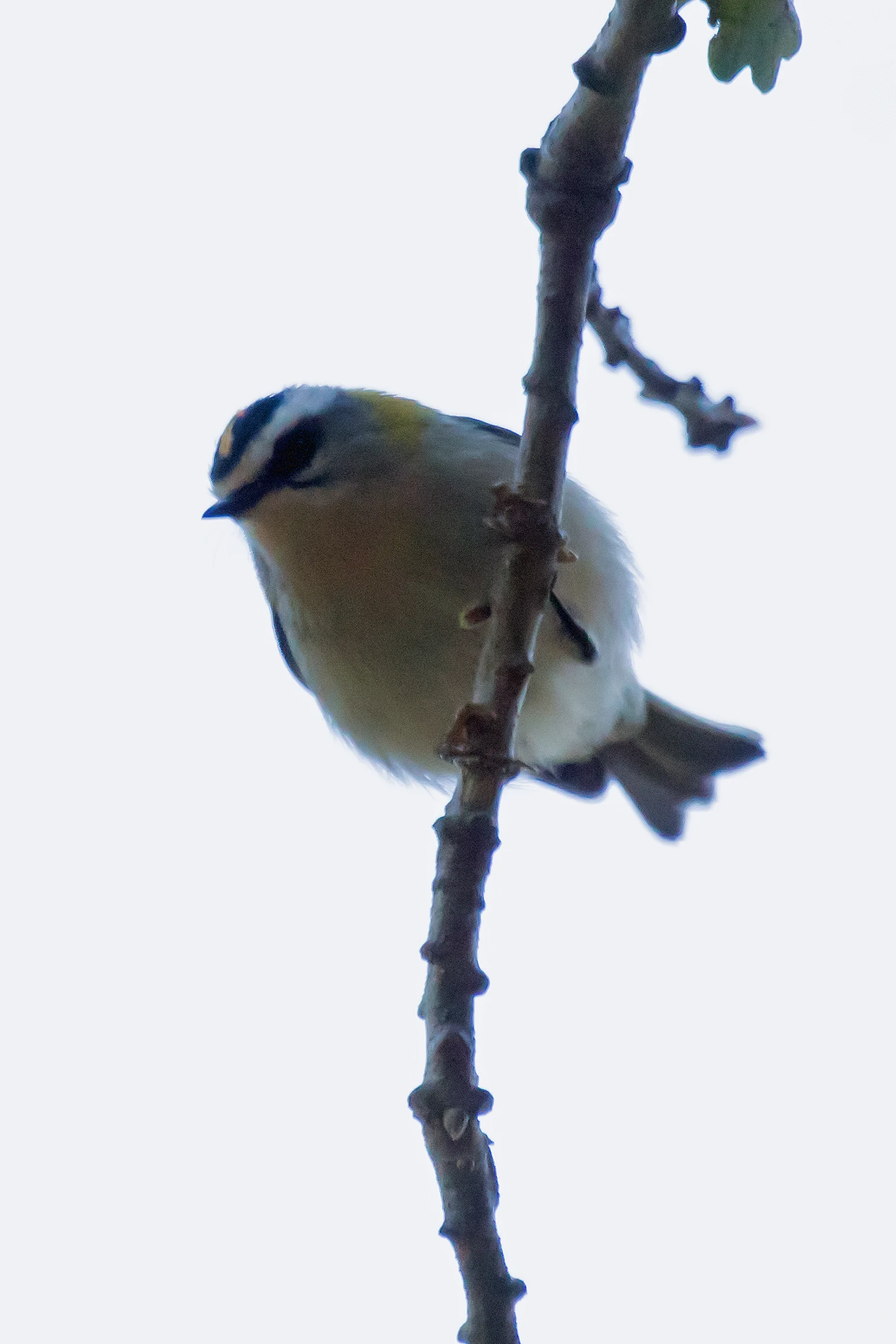 Common Firecrest, Huerta Grande, Spain — photo by Jim Bennett