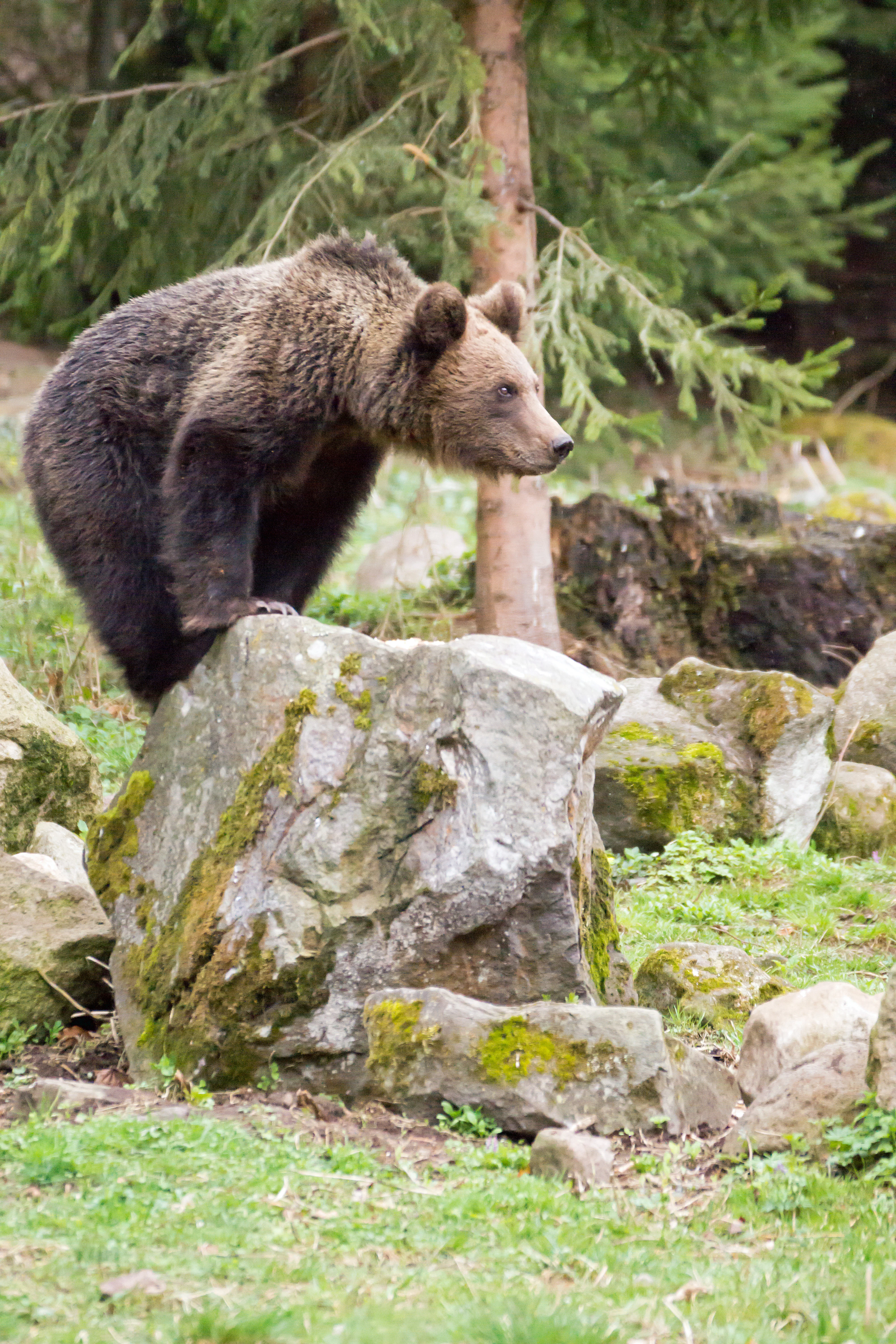 Brown Bear, Romania — photo by Jim Bennett
