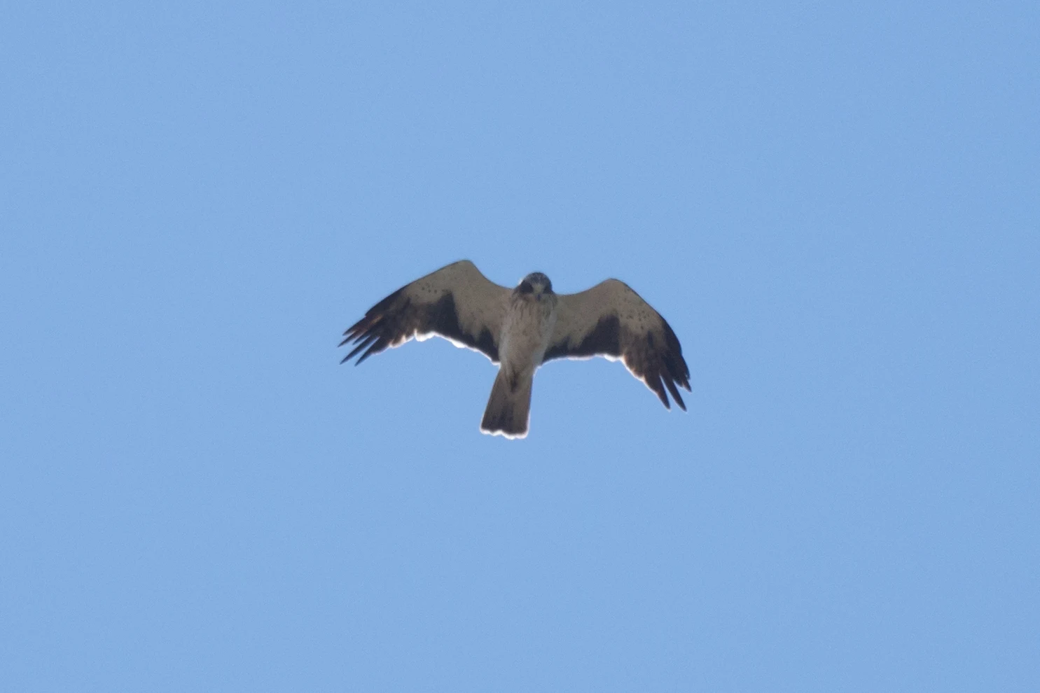 Booted Eagle, Huerta Grande, Spain — photo by Jim Bennett
