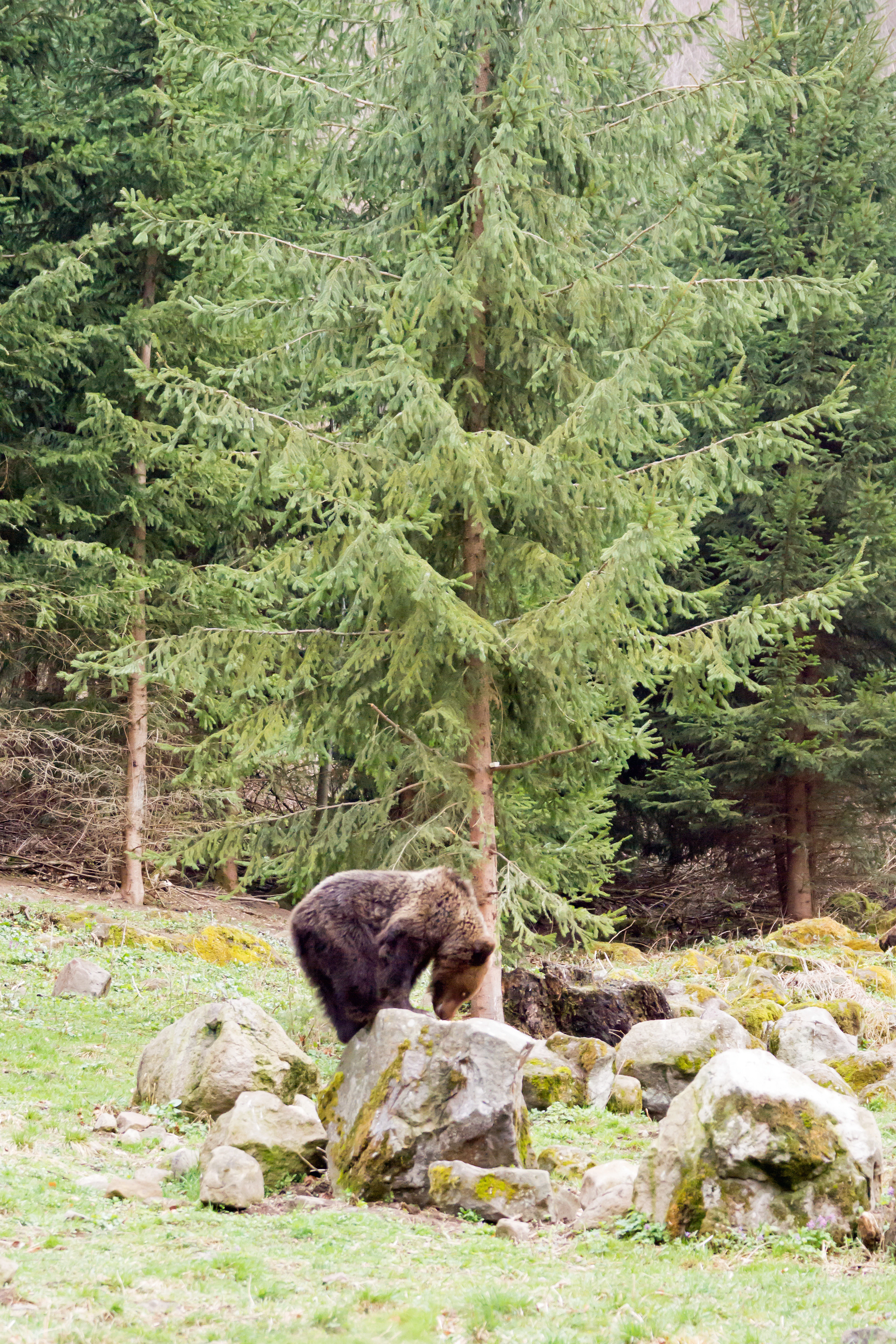 Brown Bear, Romania — photo by Jim Bennett