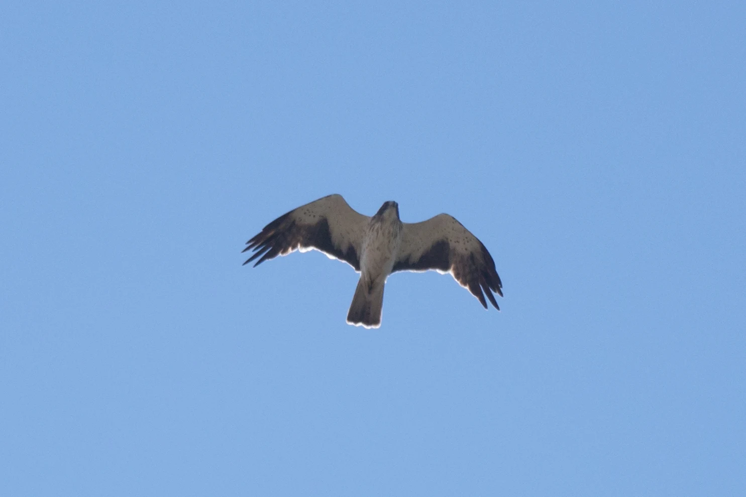 Booted Eagle, Huerta Grande, Spain — photo by Jim Bennett