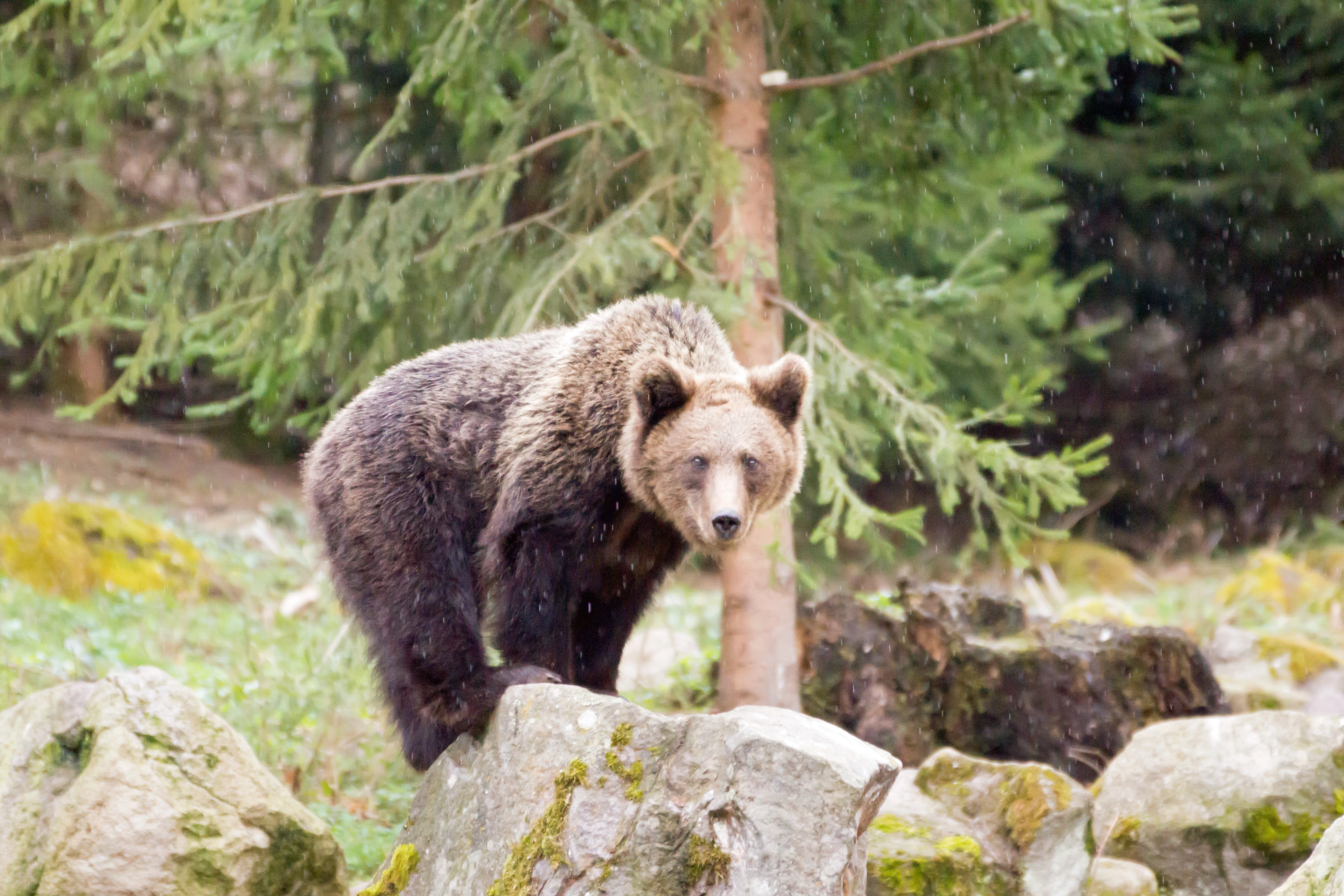 Brown Bear, Romania — photo by Jim Bennett