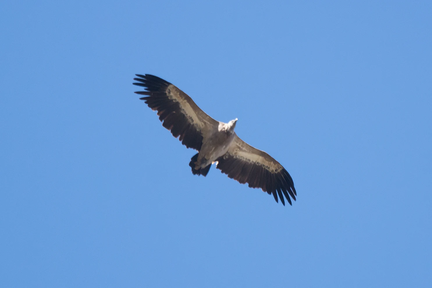 Griffon Vulture, Huerta Grande, Spain — photo by Jim Bennett