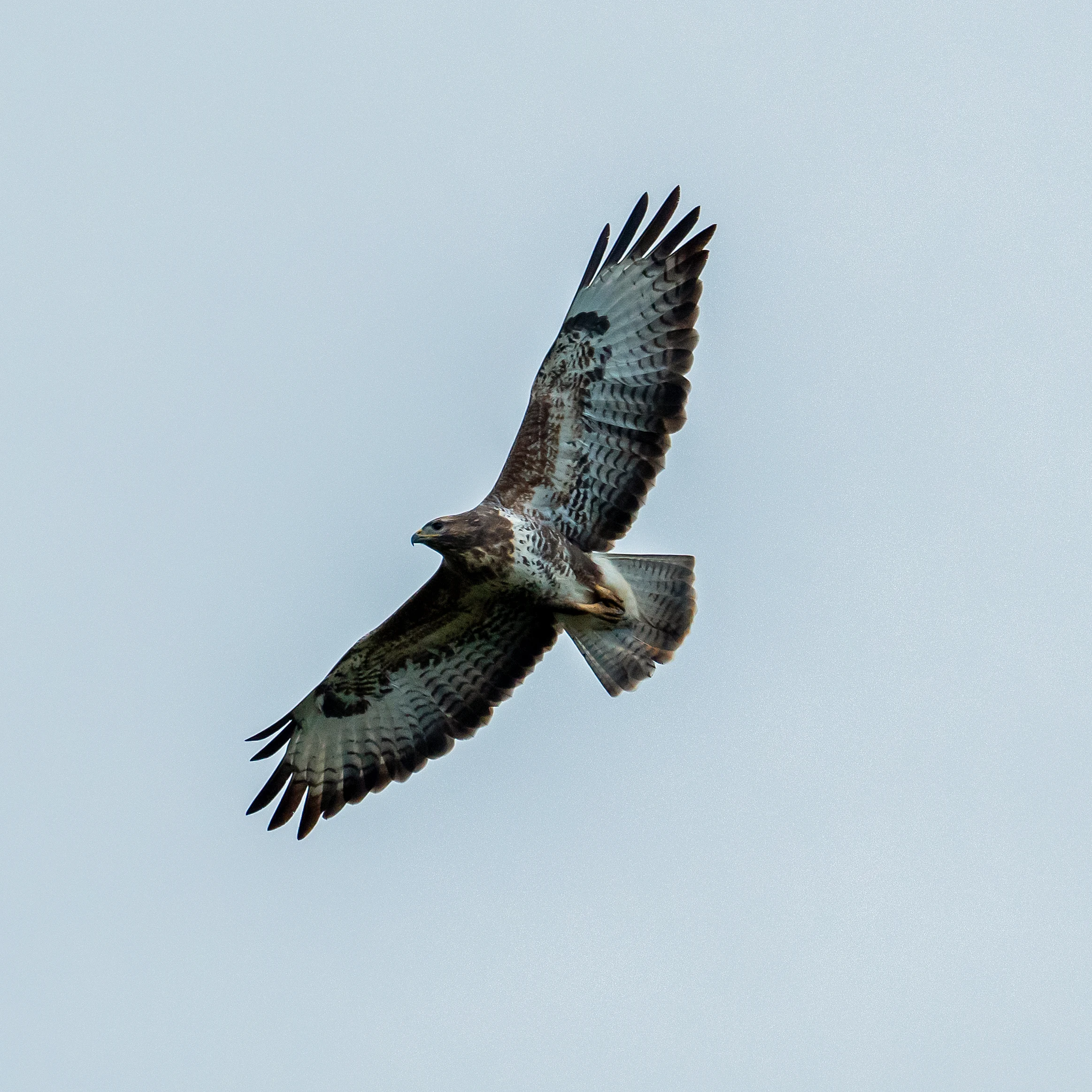 Buzzard, Culham, Oxfordshire, UK — photo by Jim Bennett