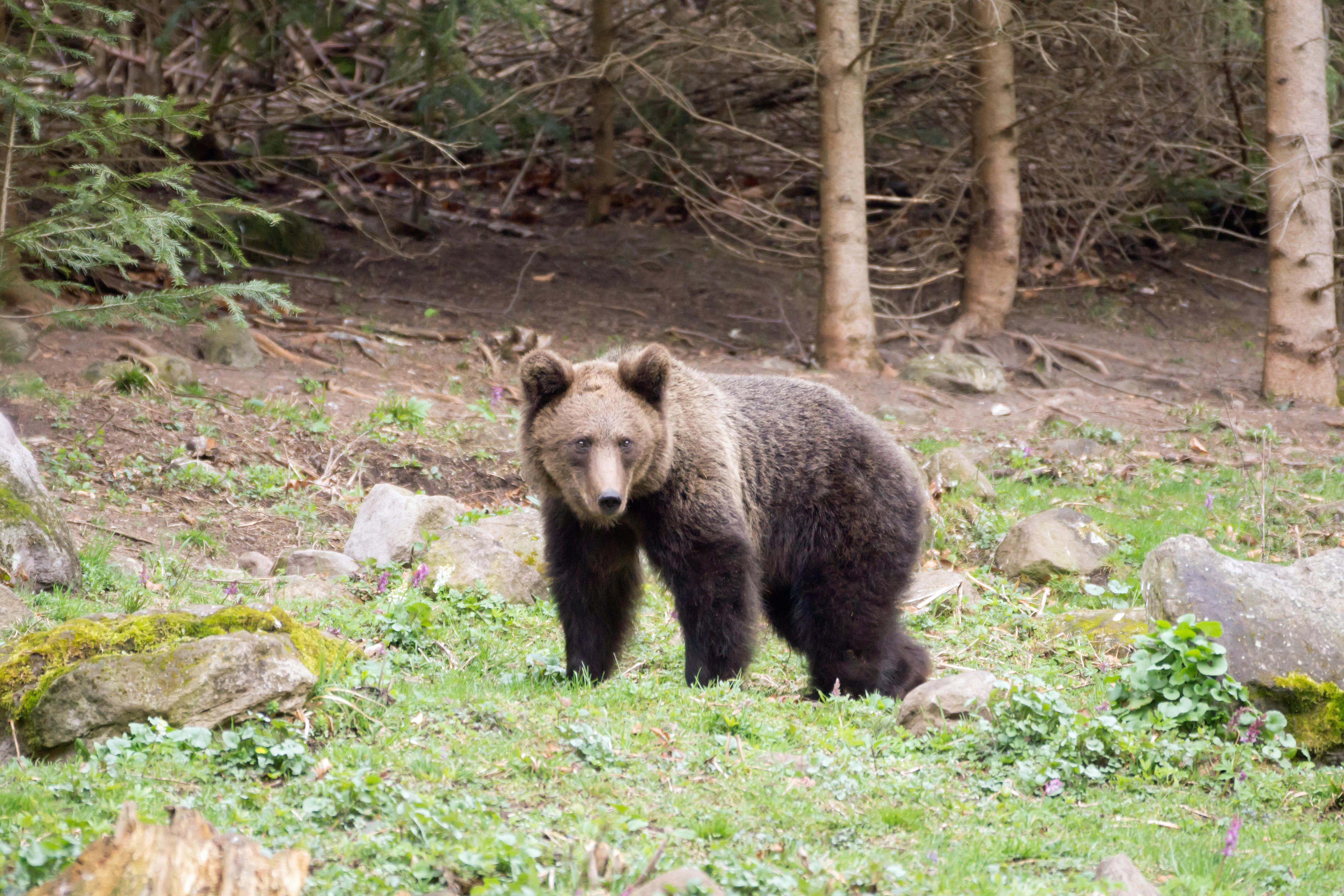 Brown Bear, Romania — photo by Jim Bennett