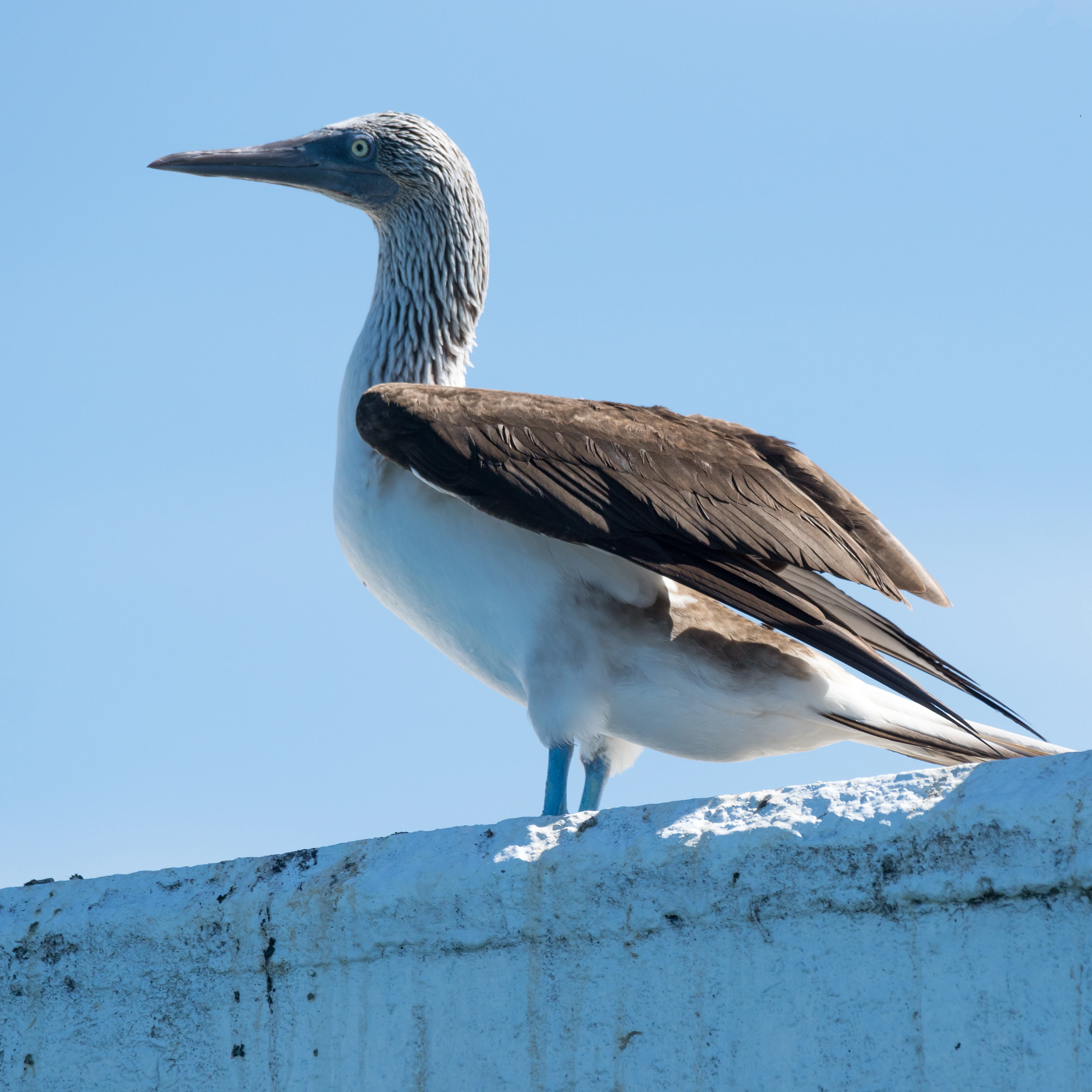 Blue-footed Booby, Puerto Vallarta, Jalisco, Mexico — photo by Jim Bennett