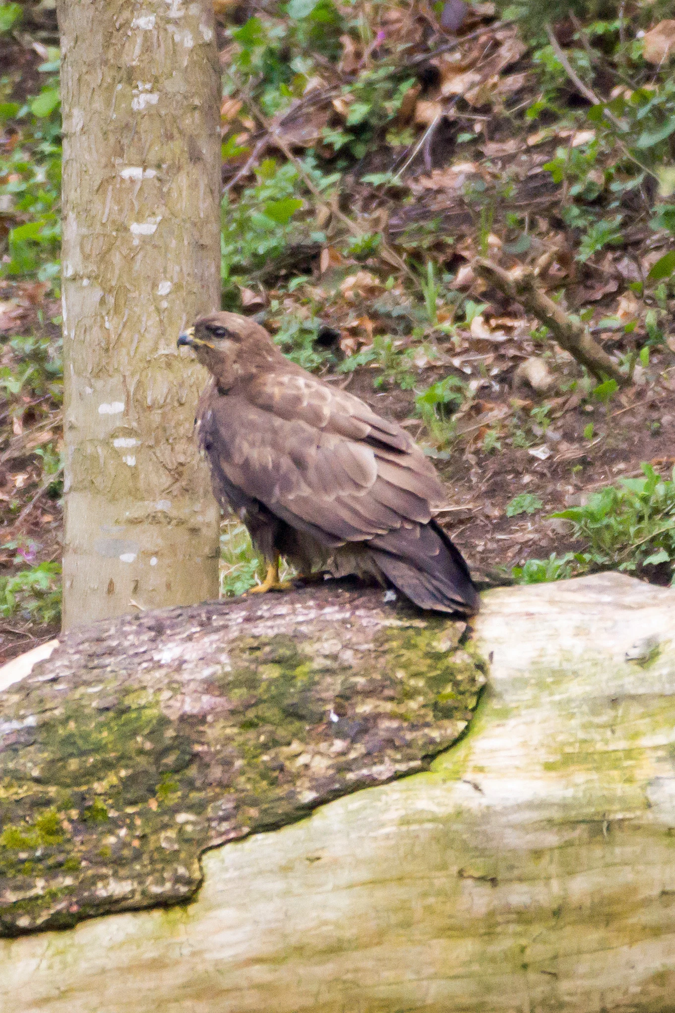 Common Buzzard, Romania — photo by Jim Bennett