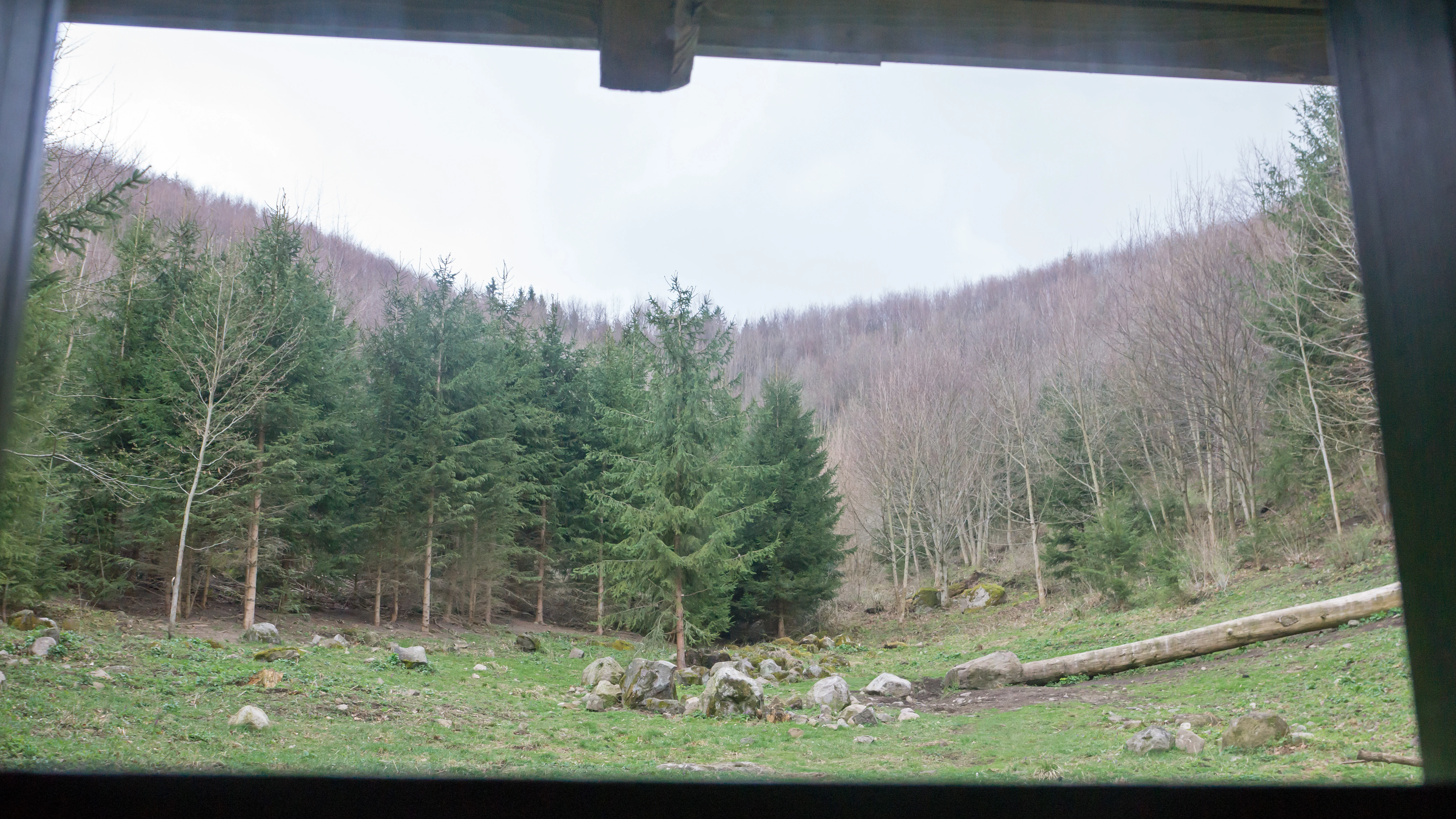 View from the bear hide, Romania — photo by Jim Bennett