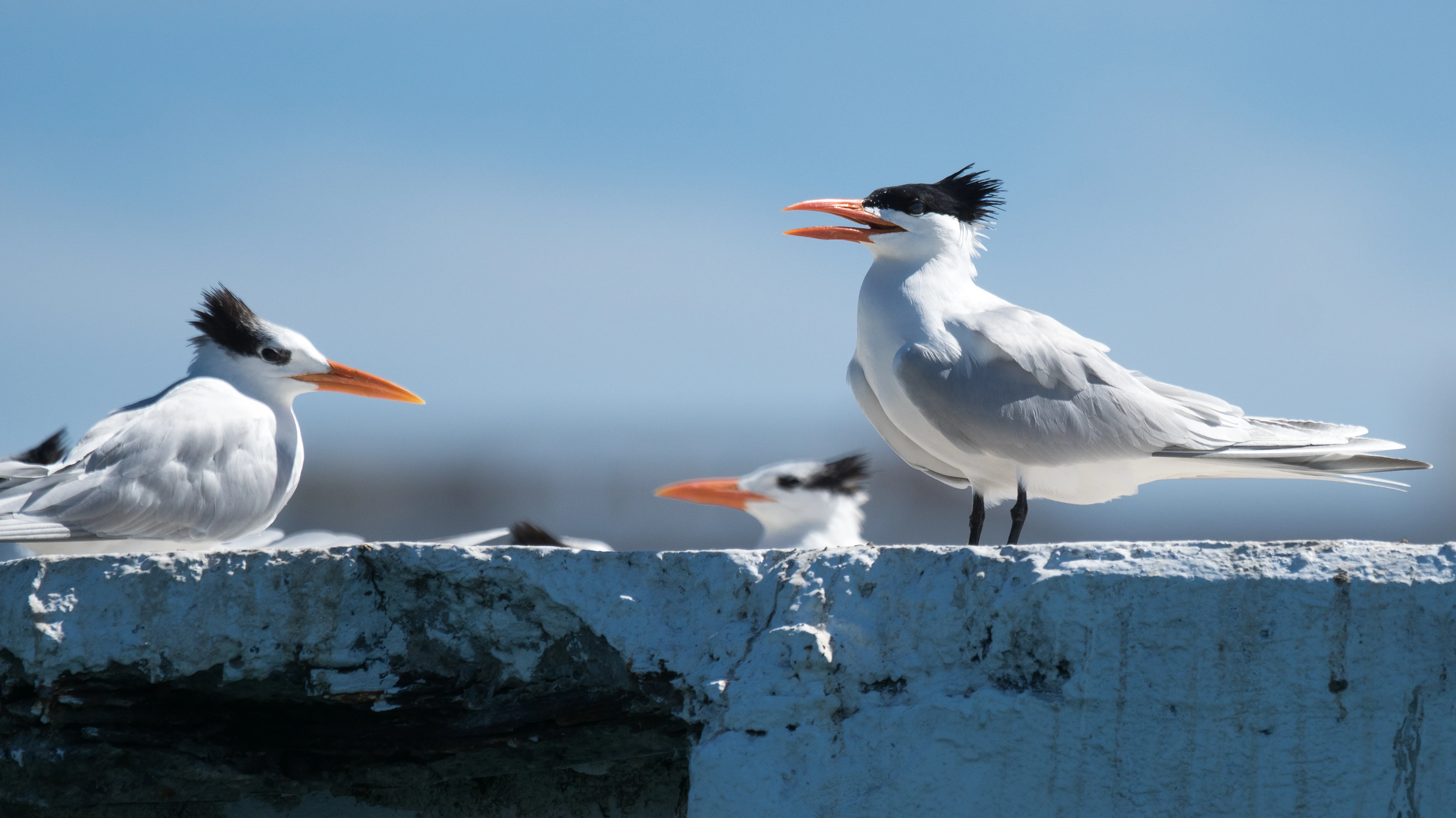 Royal Tern, Puerto Vallarta, Jalisco, Mexico — photo by Jim Bennett