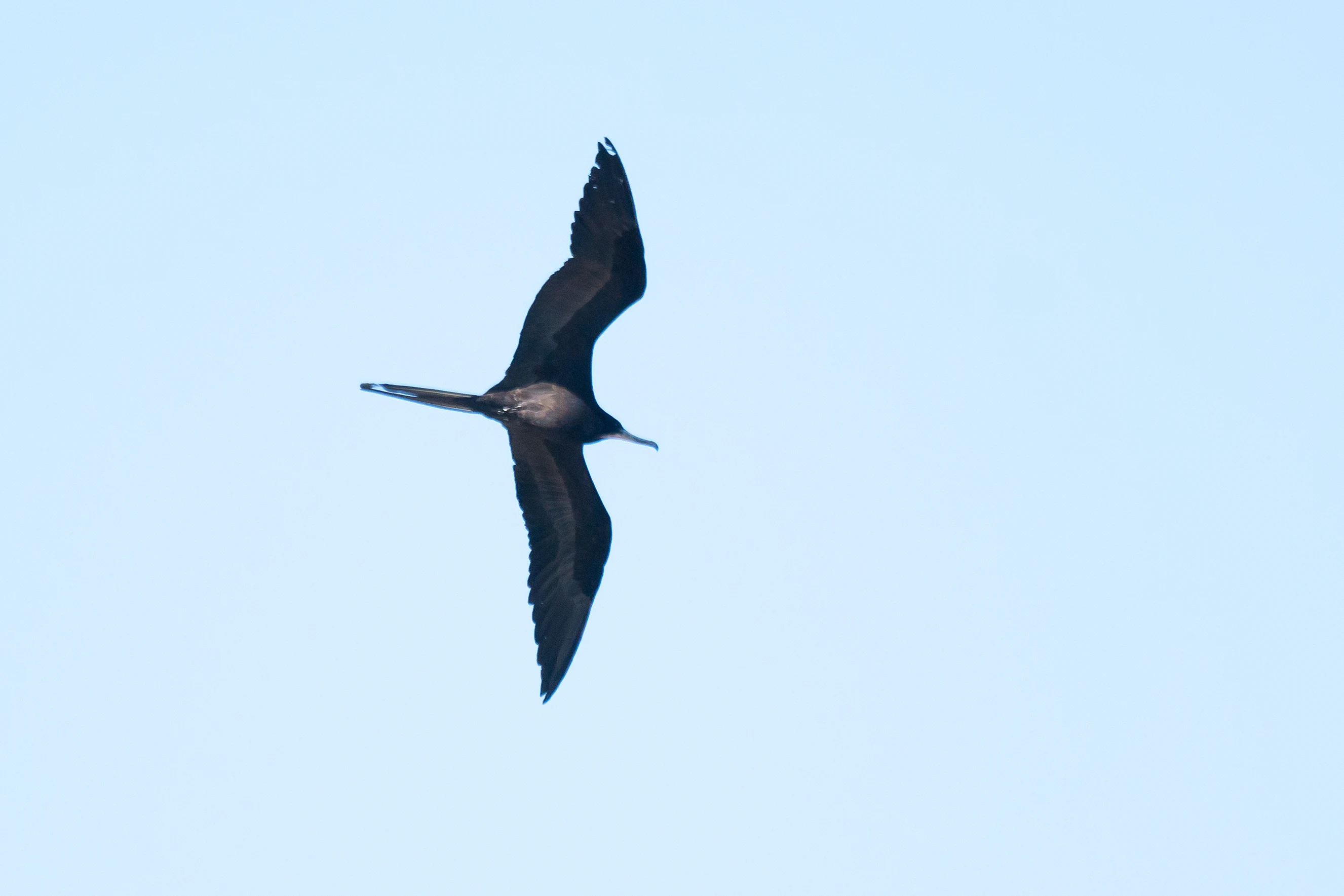 Magnificent Frigatebird, Puerto Vallarta, Jalisco, Mexico — photo by Jim Bennett