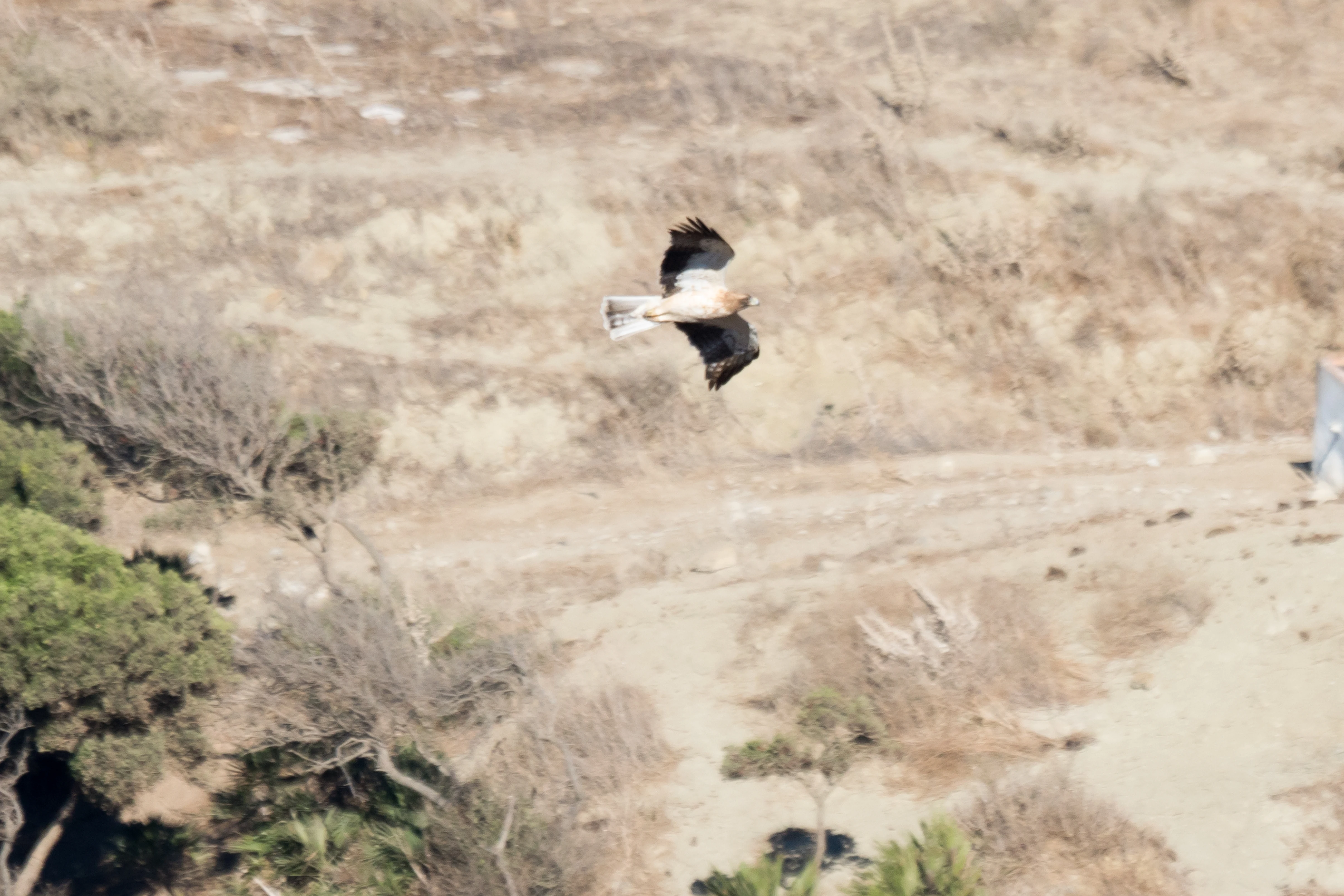 Booted Eagle, Cazalla watchpoint, Spain — photo by Jim Bennett
