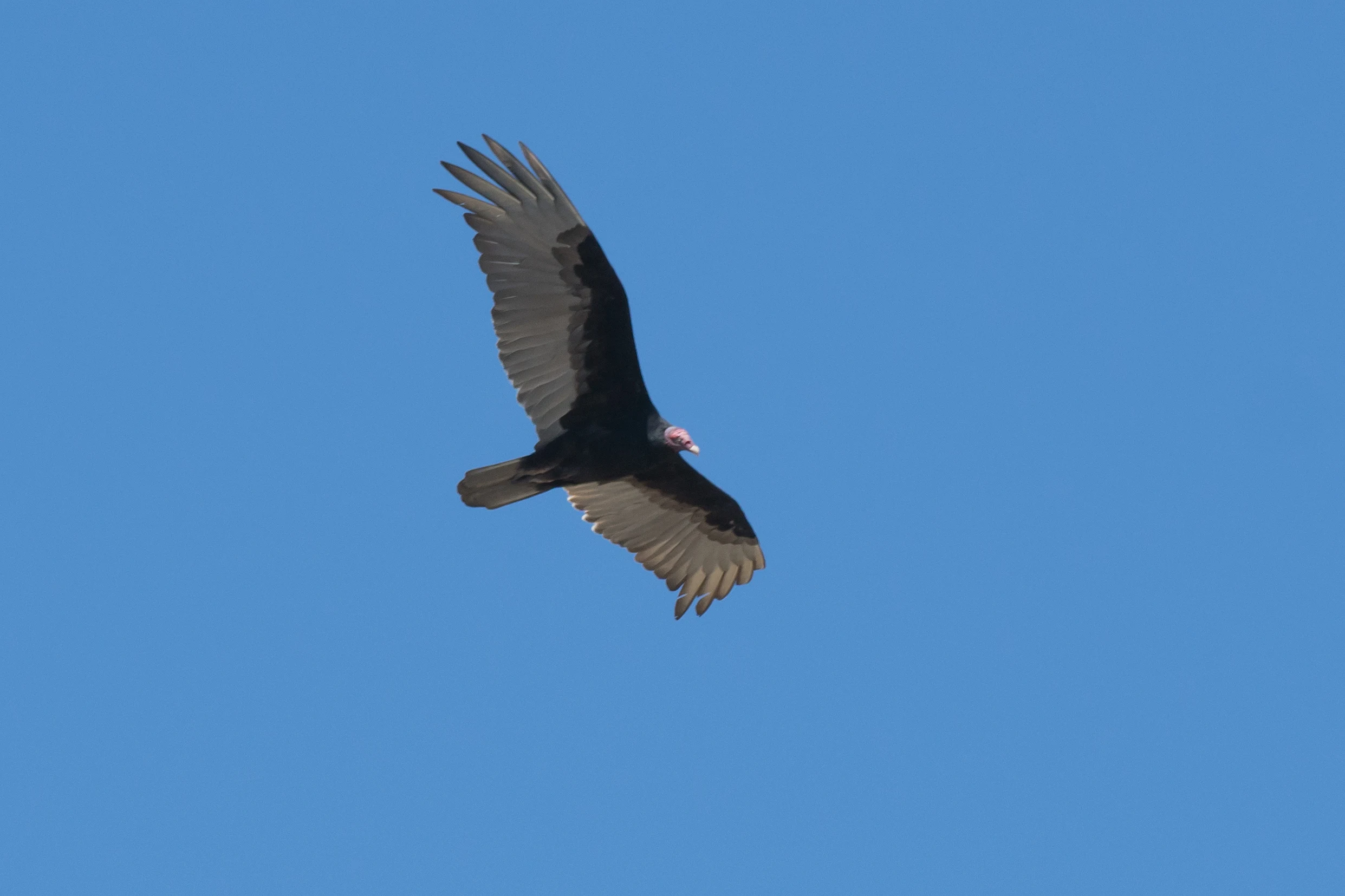 Turkey Vulture, Puerto Vallarta, Jalisco, Mexico — photo by Jim Bennett
