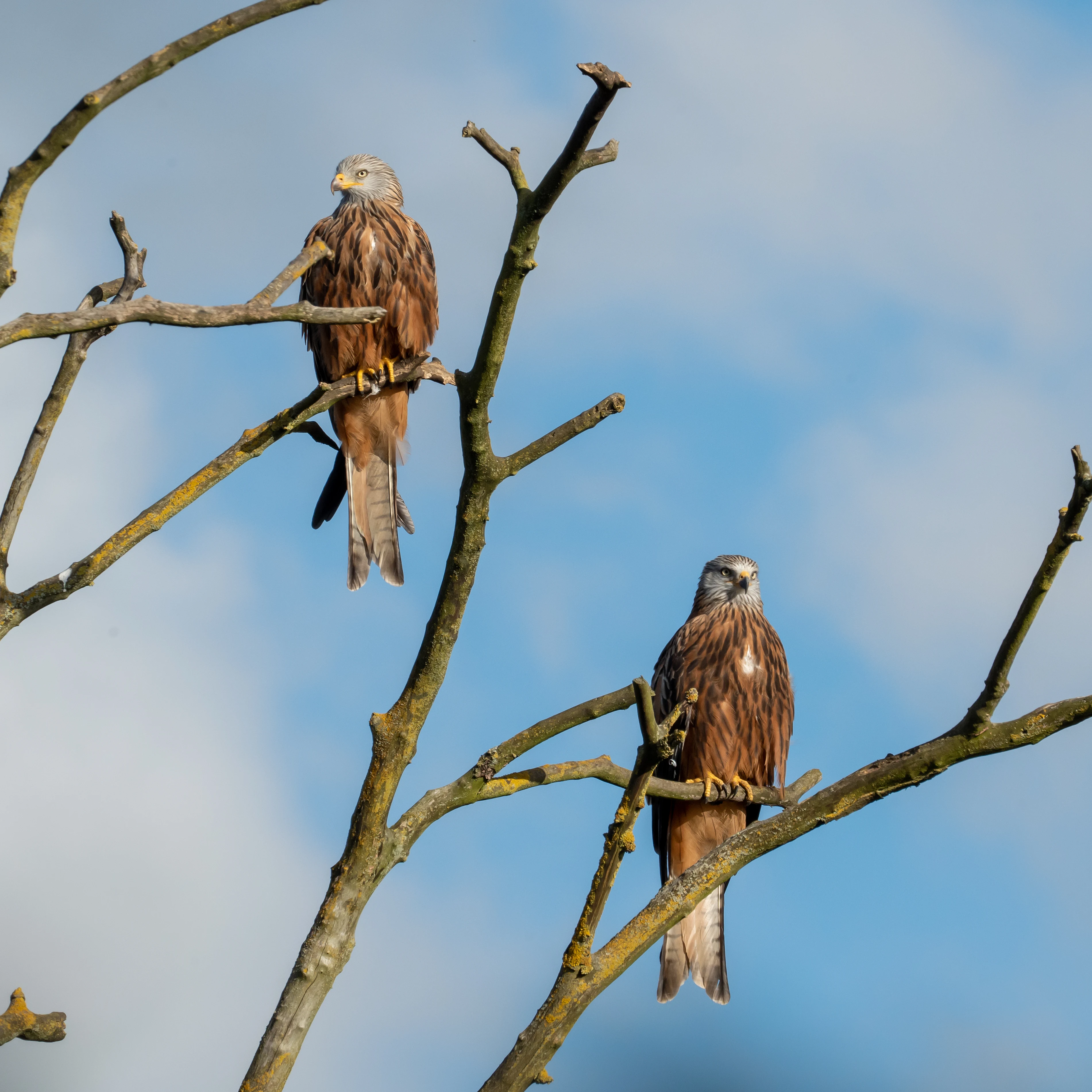 Red Kites, Sutton Courtenay, Oxfordshire, UK — photo by Jim Bennett