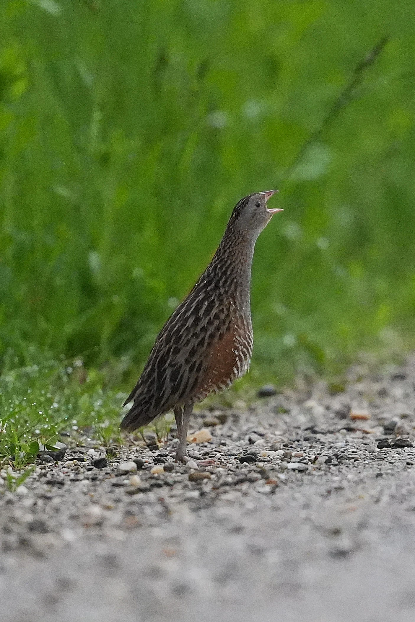 Corncrake, Strambei Valley, Transylvania, Romania — photo by Jim Bennett