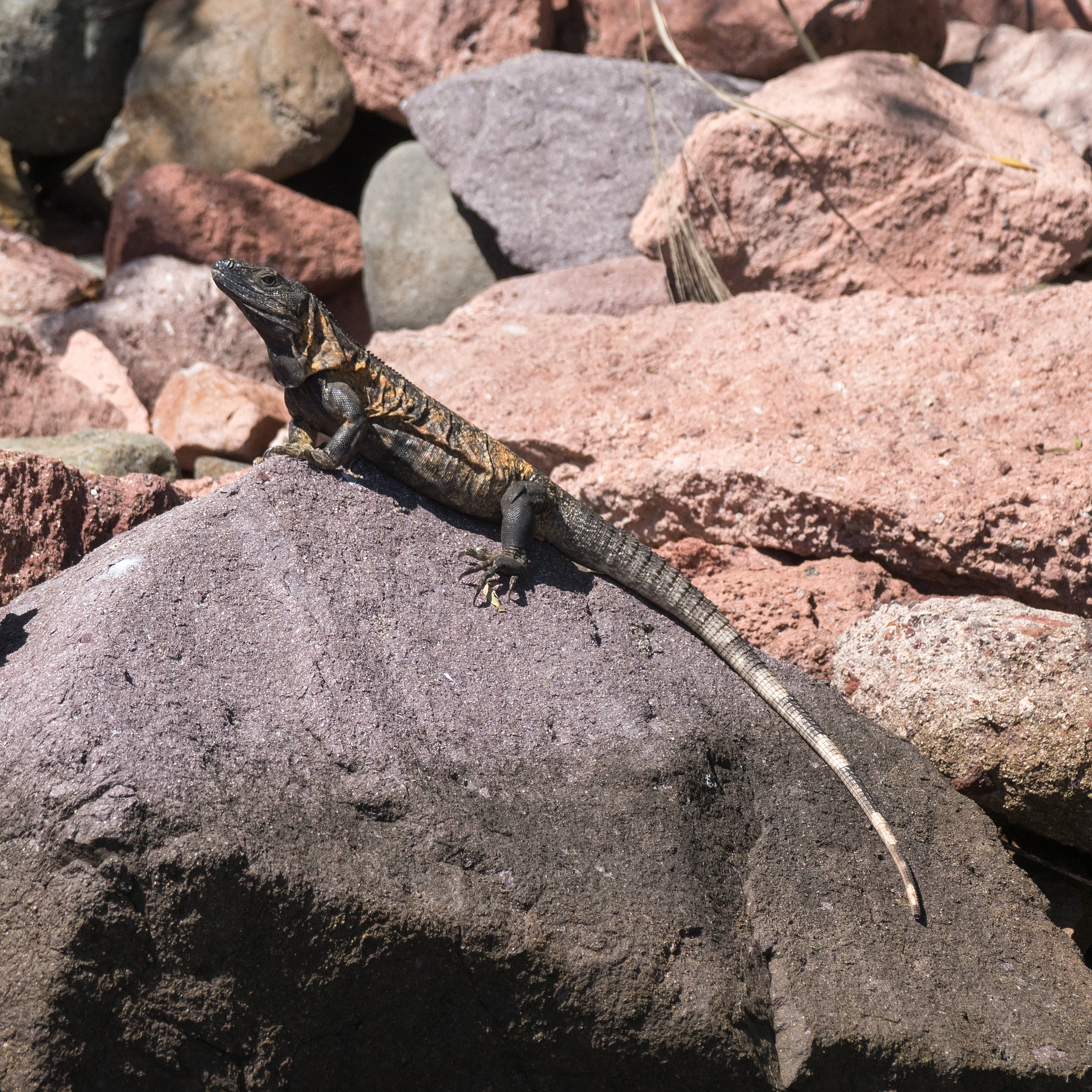 Iguana, Puerto Vallarta, Jalisco, Mexico — photo by Jim Bennett