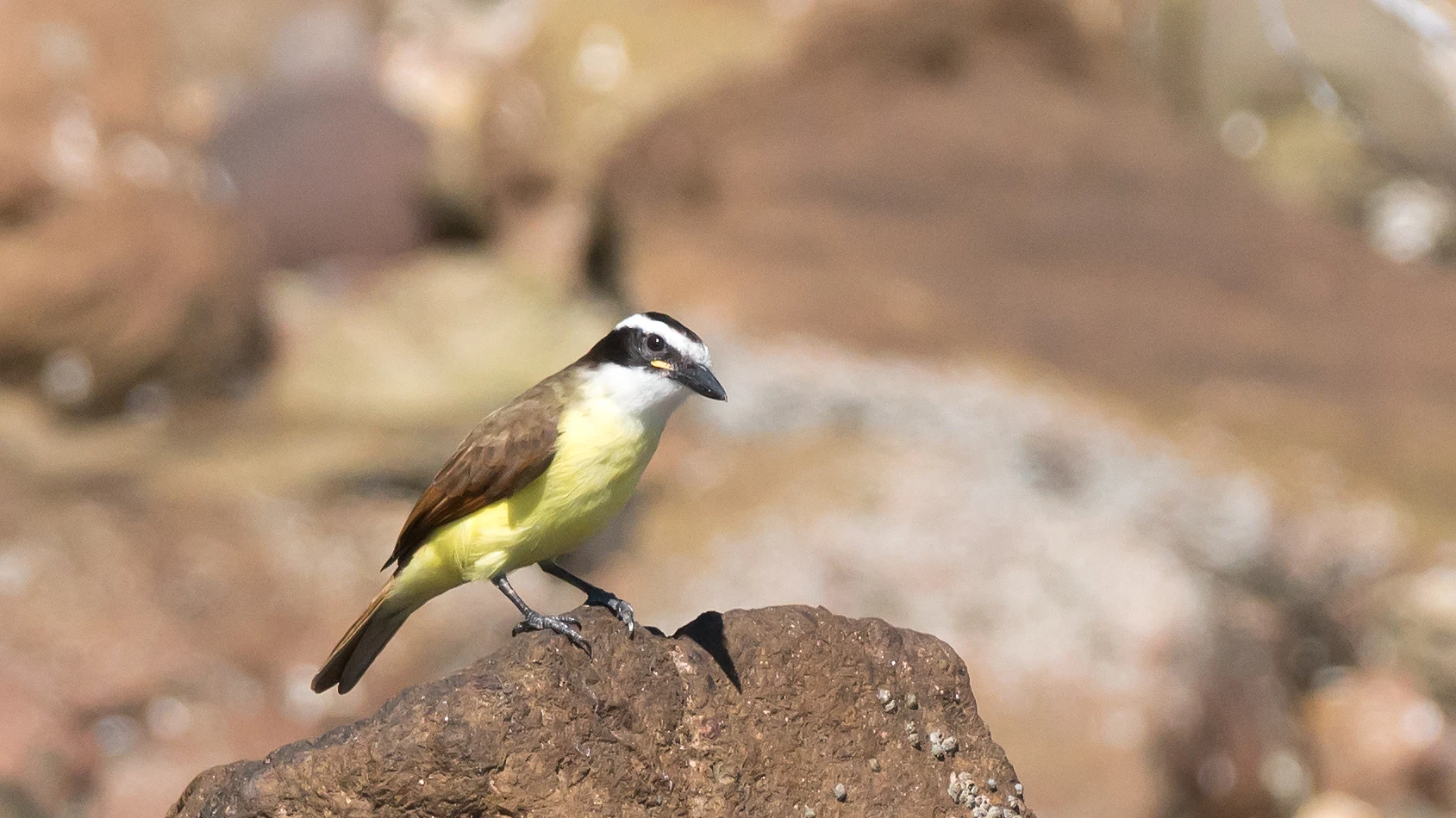 Great Kiskadee, Puerto Vallarta, Jalisco, Mexico — photo by Jim Bennett