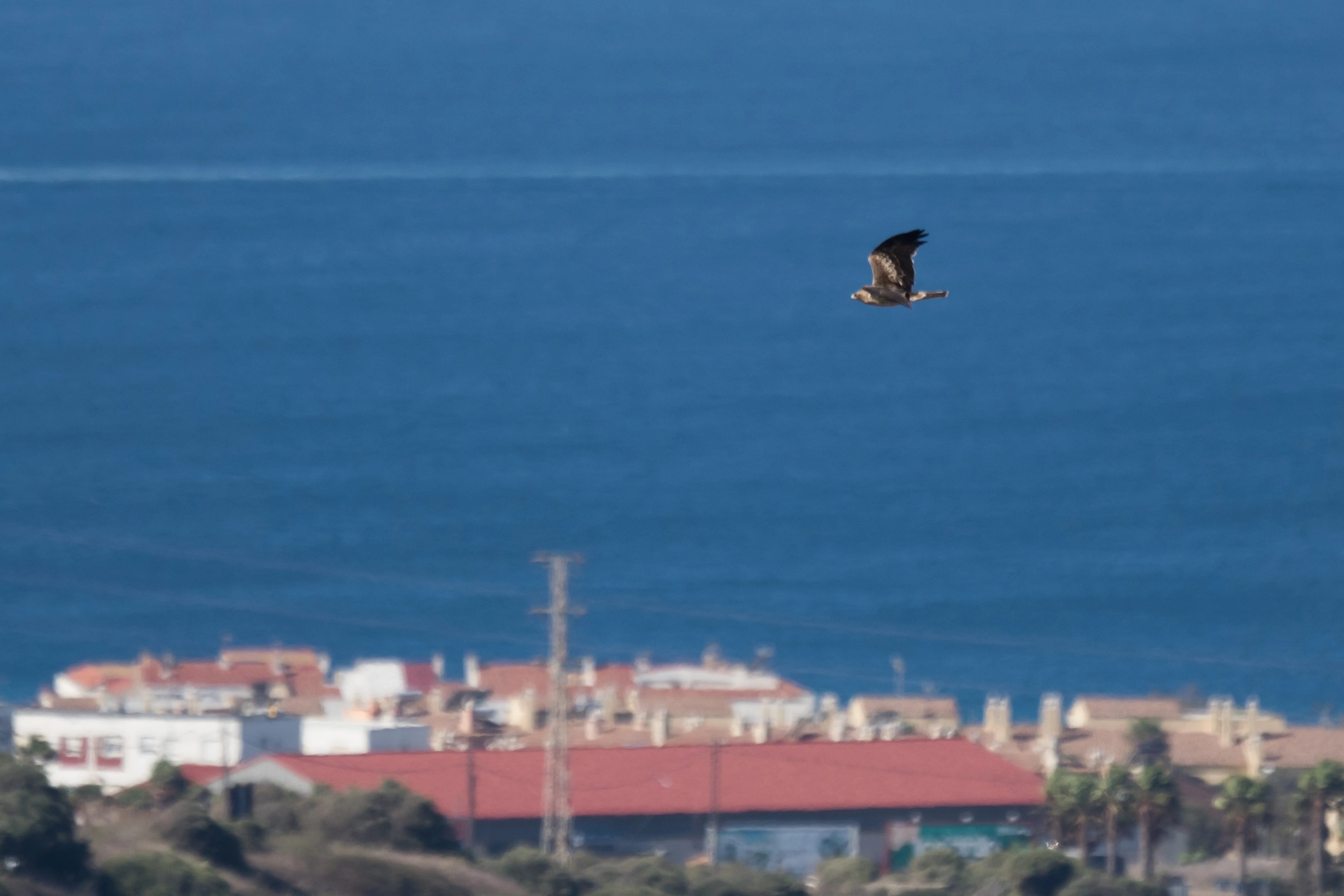 Booted Eagle over Tarifa, Cazalla watchpoint, Spain — photo by Jim Bennett