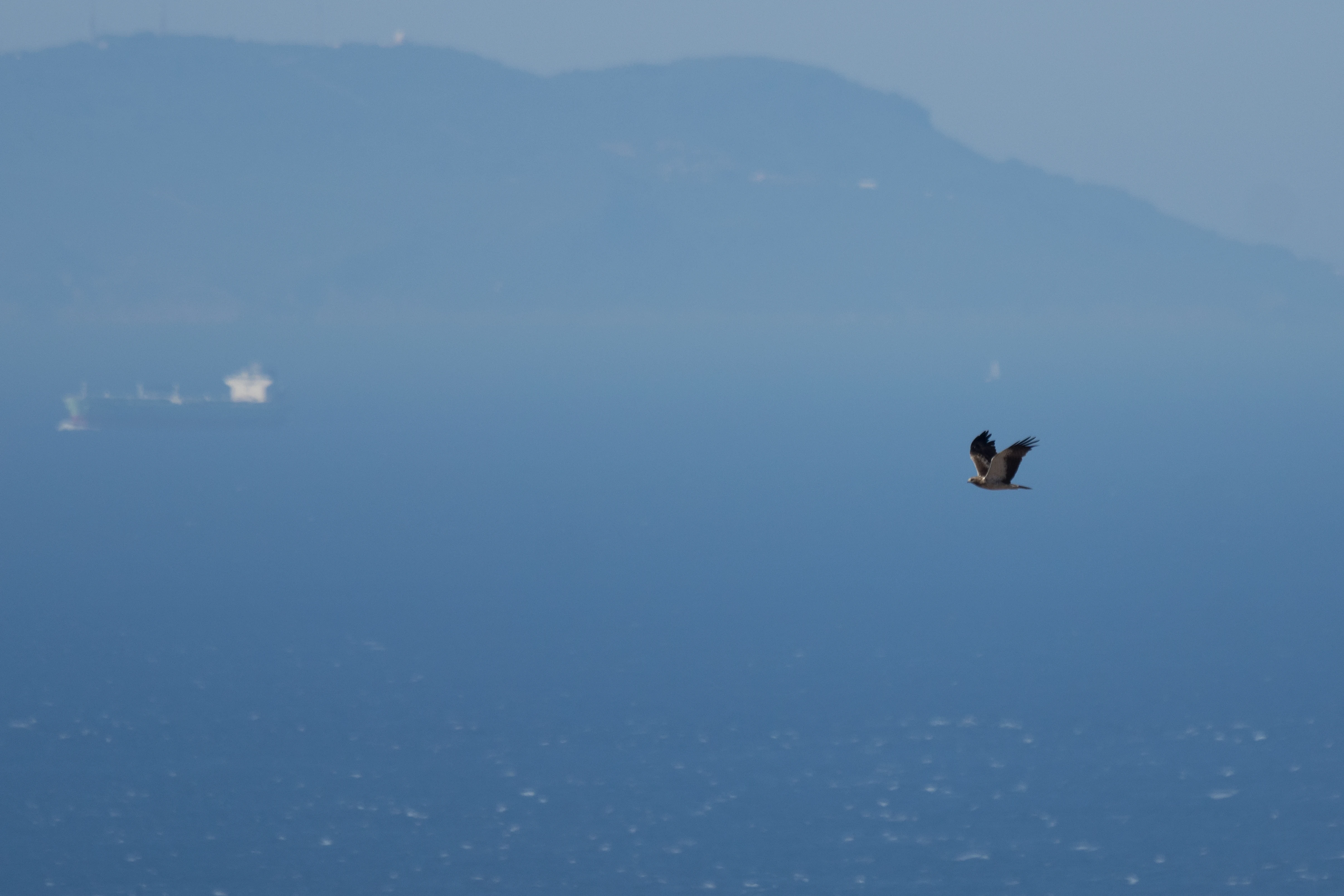 Booted Eagle over the Straits, Cazalla watchpoint, Spain — photo by Jim Bennett
