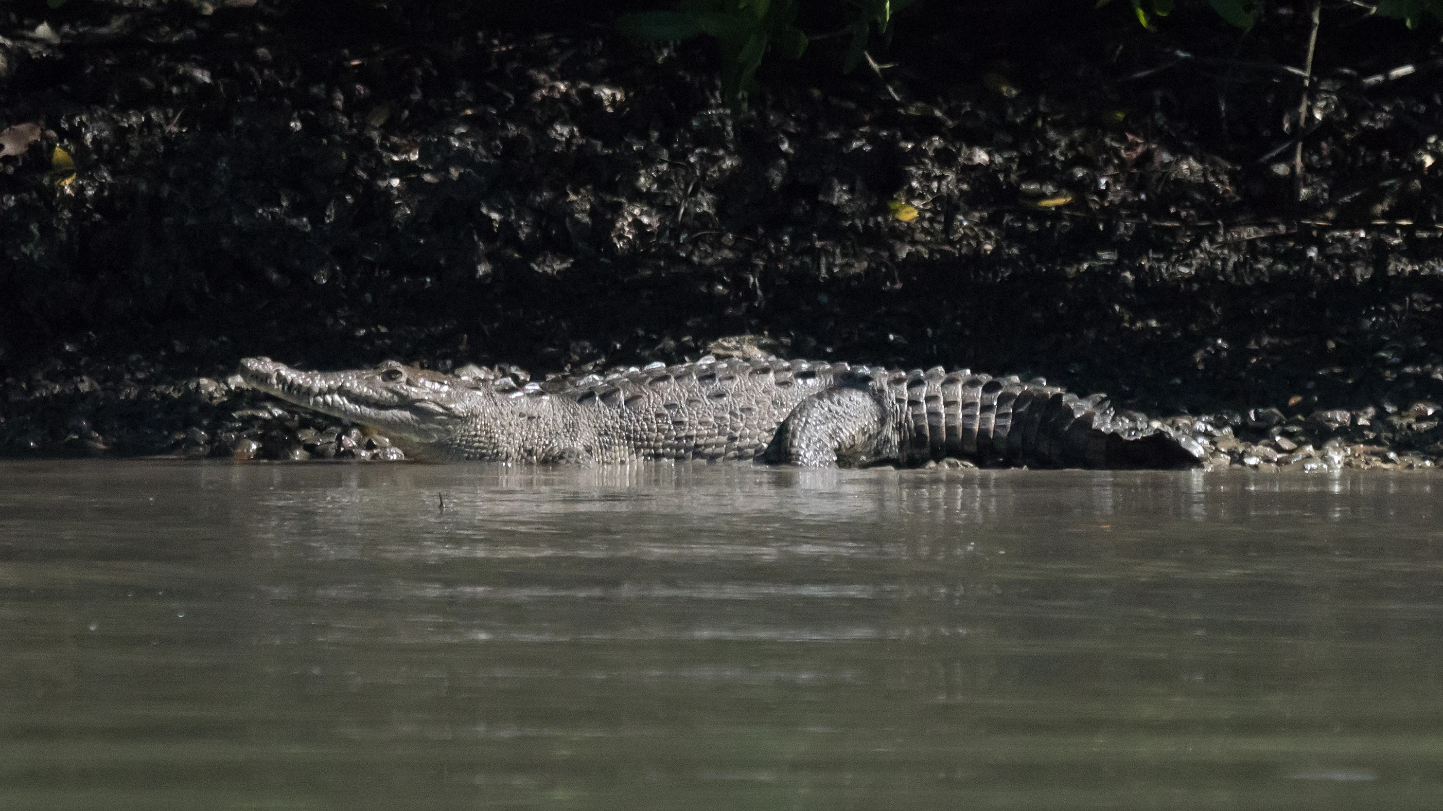 American Crocodile, Puerto Vallarta, Jalisco, Mexico — photo by Jim Bennett
