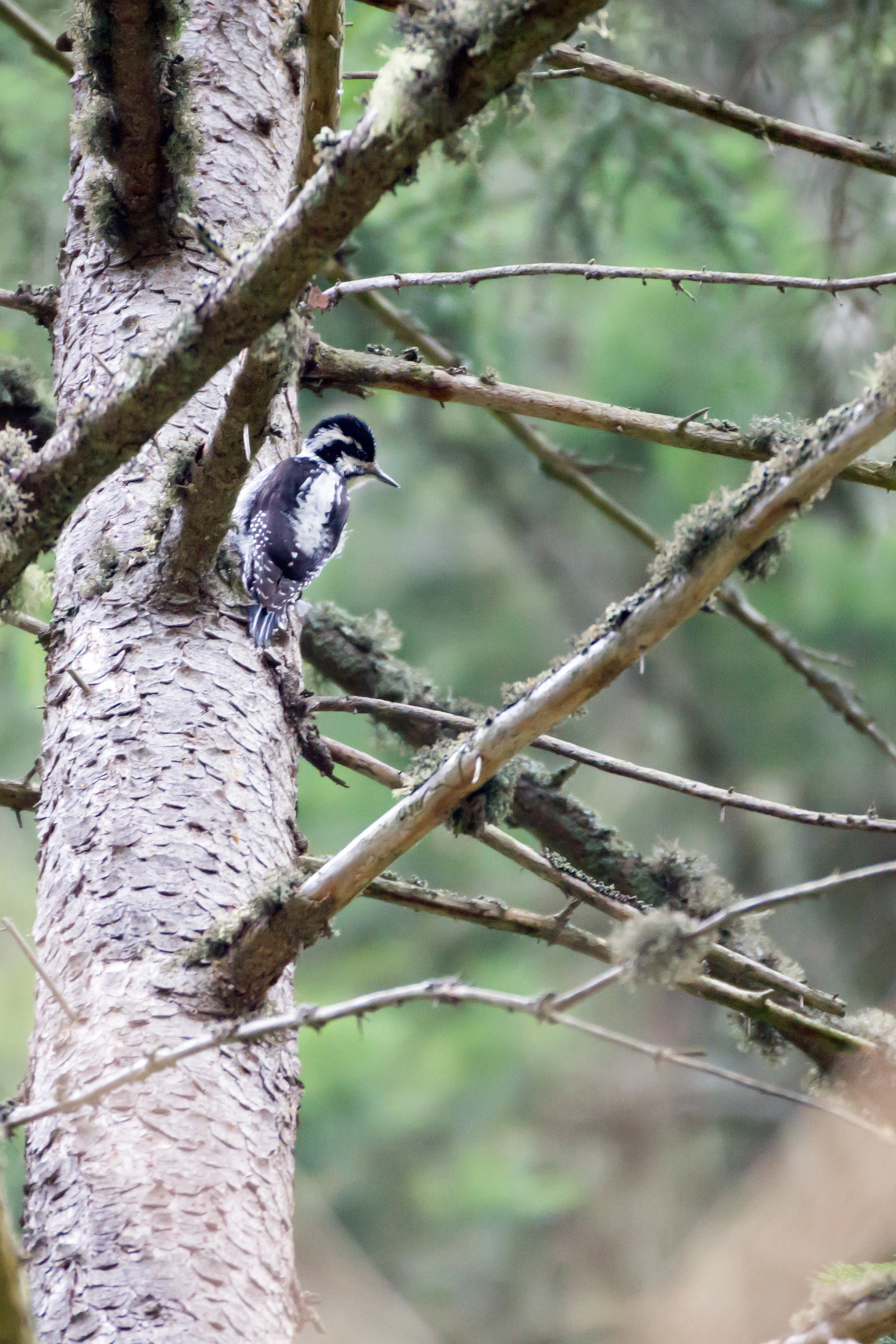 Three-toed Woodpecker, Suseni Woodland, Romania — photo by Jim Bennett
