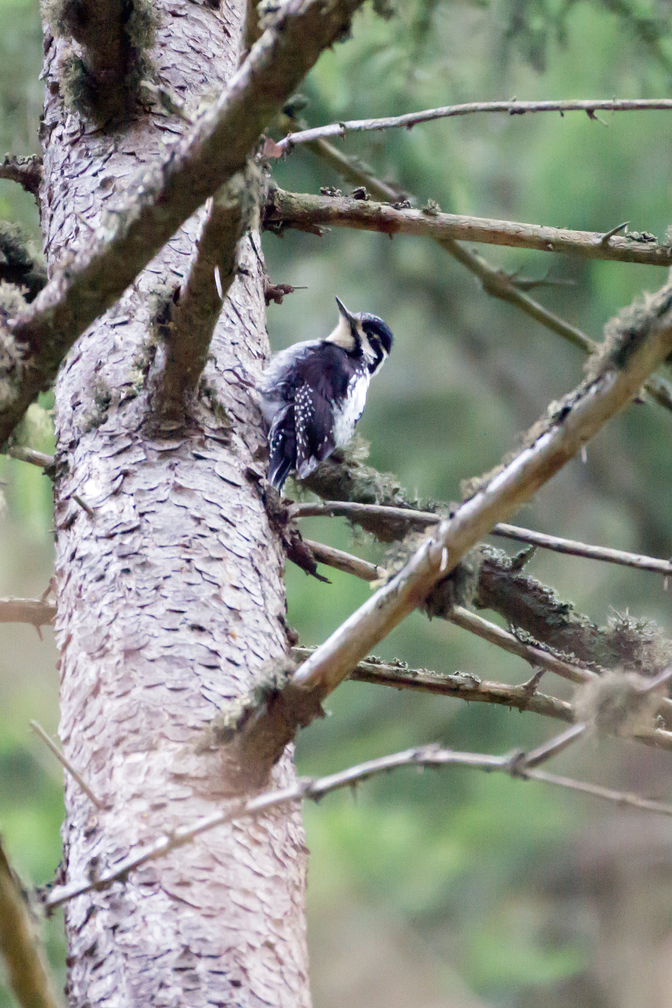 Three-toed Woodpecker, Suseni Woodland, Romania — photo by Jim Bennett