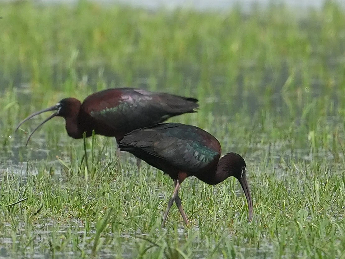 Glossy Ibis, Lacul Hazarlic, Romania — photo by Jim Bennett
