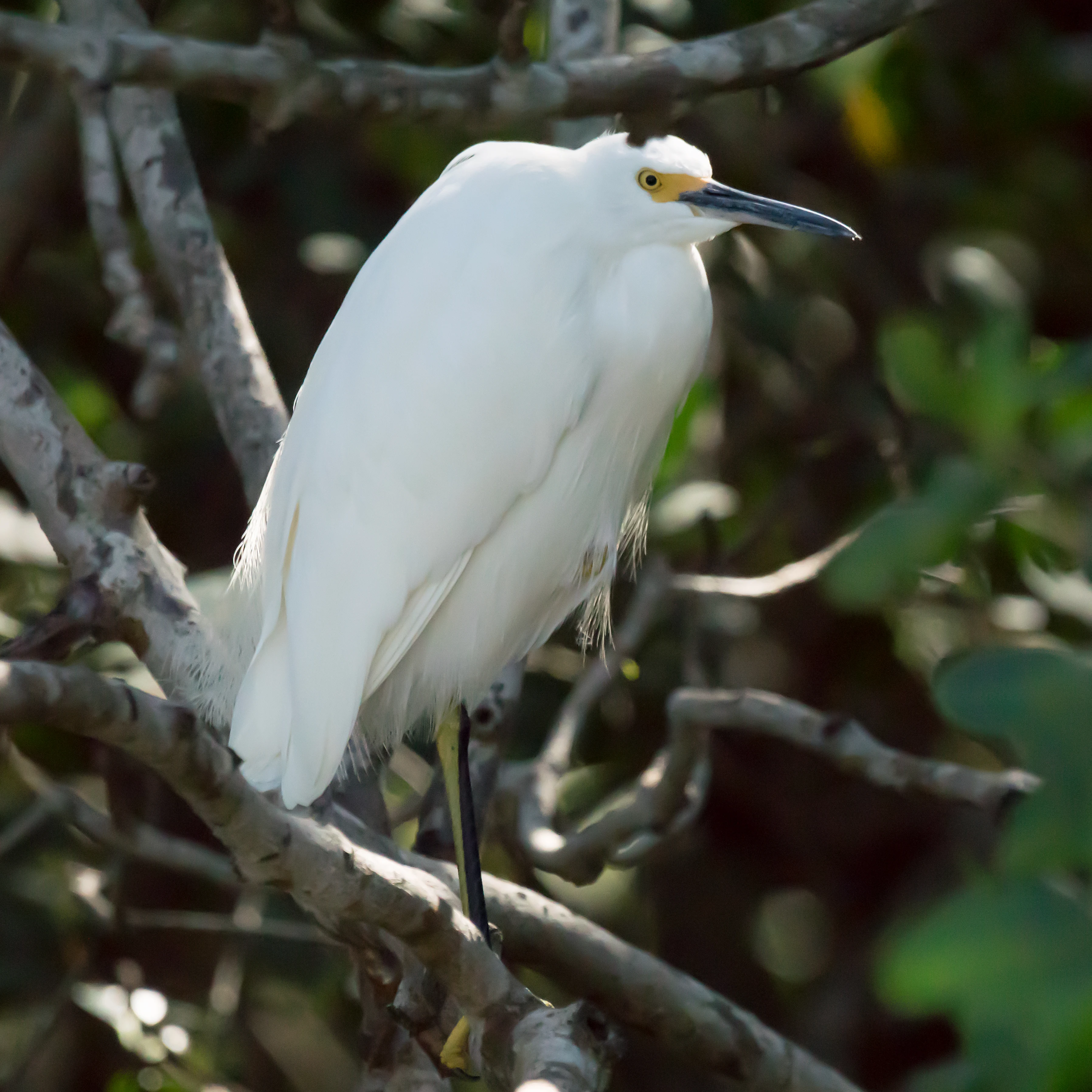 Snowy Egret, Puerto Vallarta, Jalisco, Mexico — photo by Jim Bennett