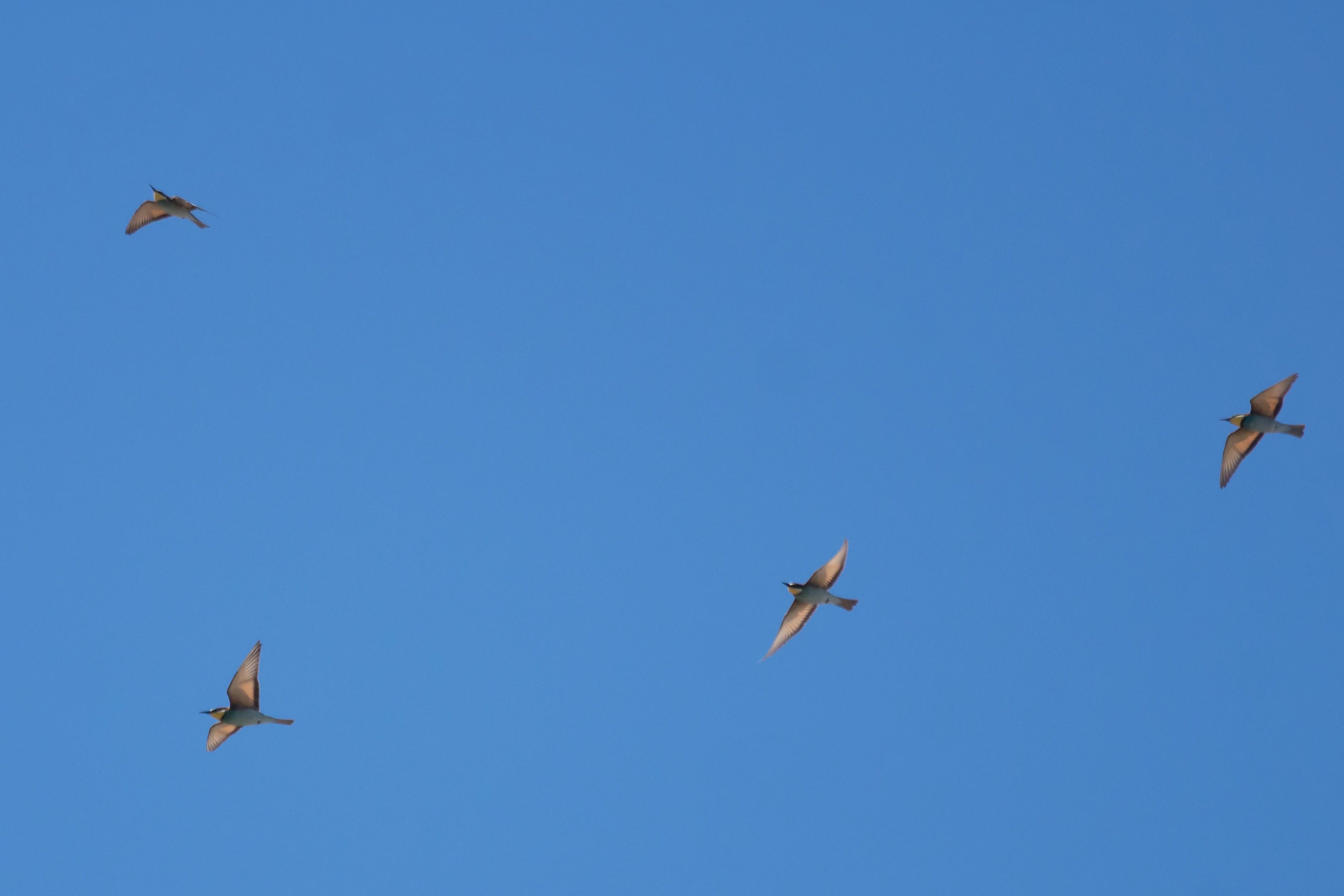 Bee-eaters, Cazalla watchpoint, Spain — photo by Jim Bennett