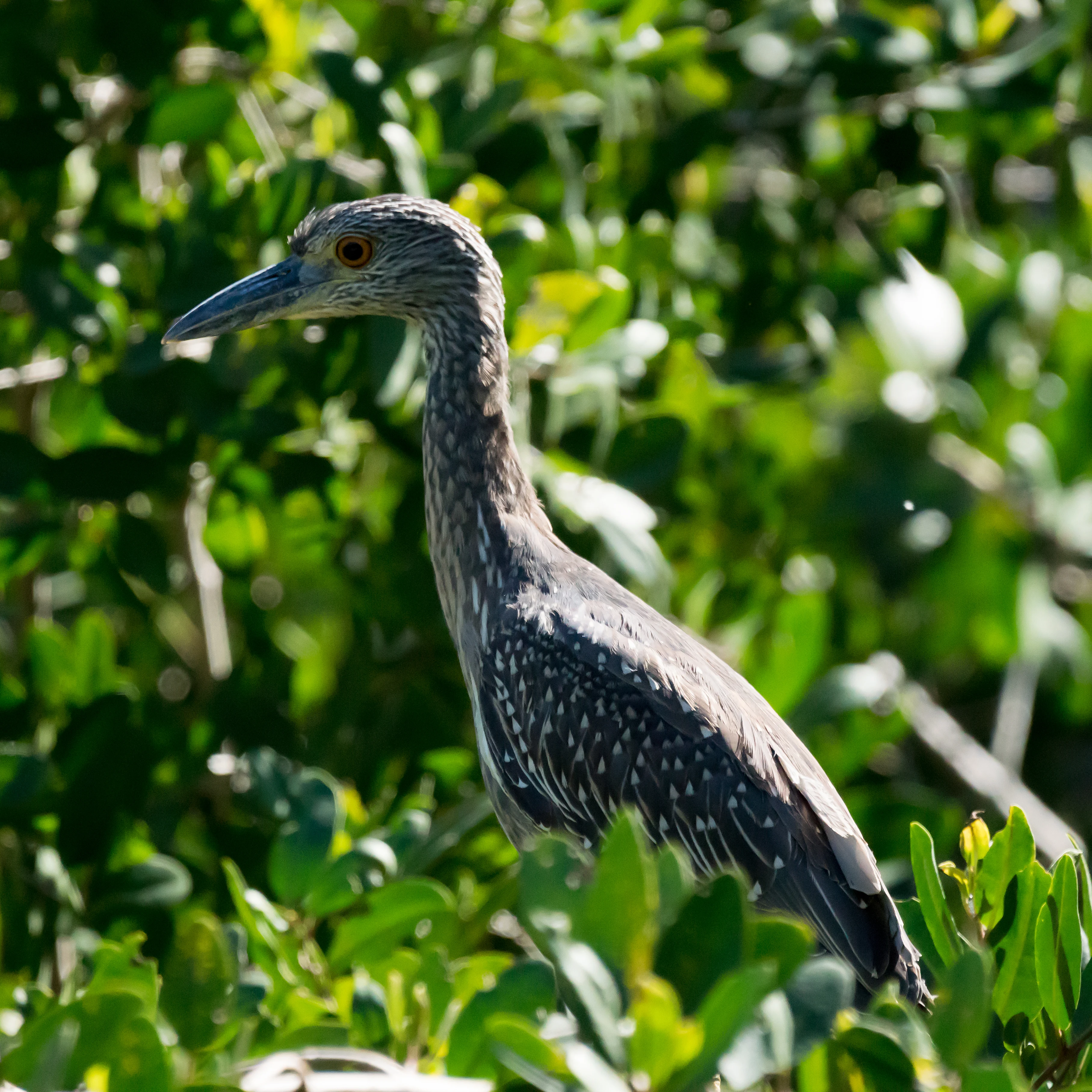 Yellow-crowned Night Heron, Puerto Vallarta, Jalisco, Mexico — photo by Jim Bennett