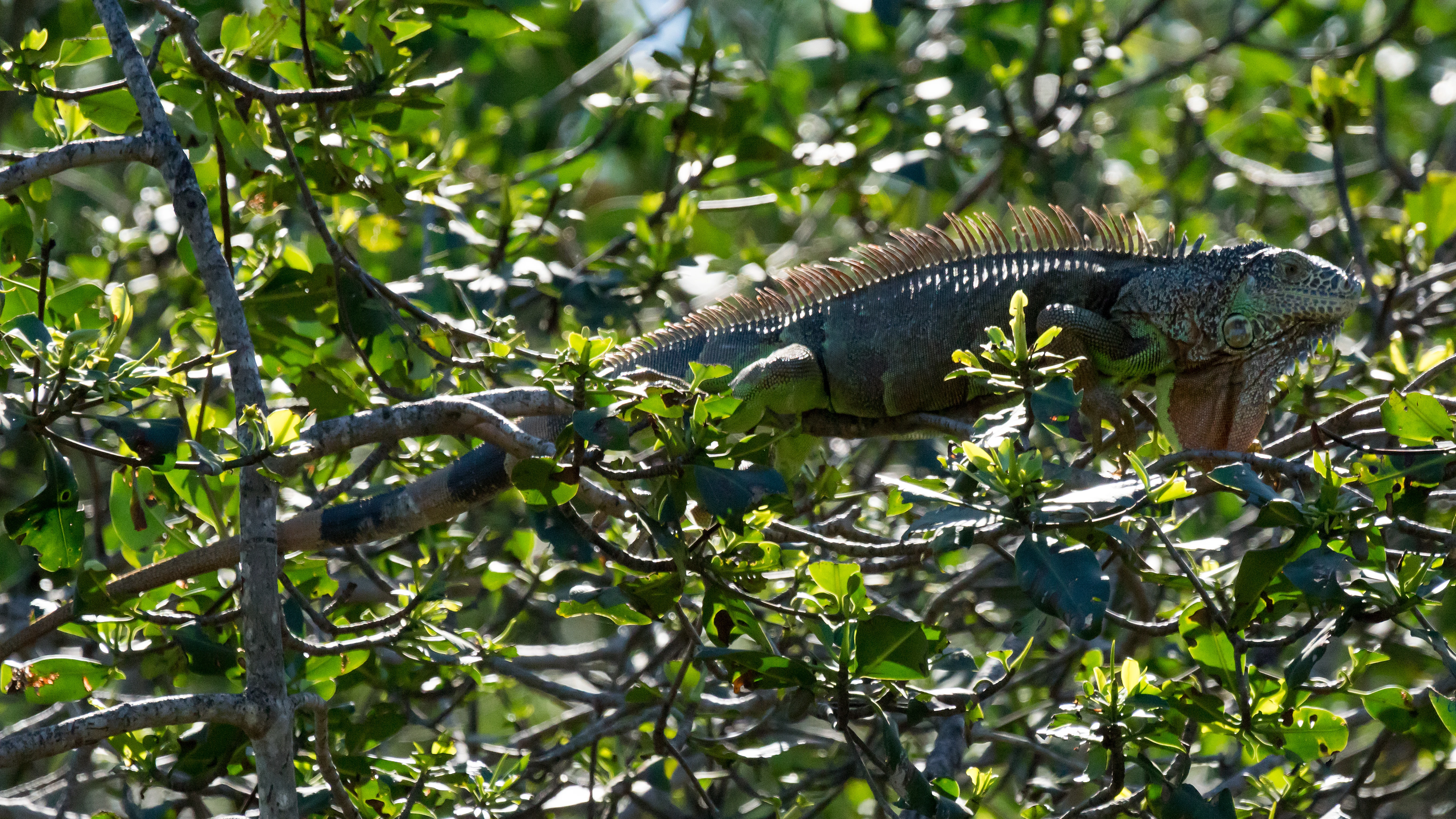 Iguana, Puerto Vallarta, Jalisco, Mexico — photo by Jim Bennett